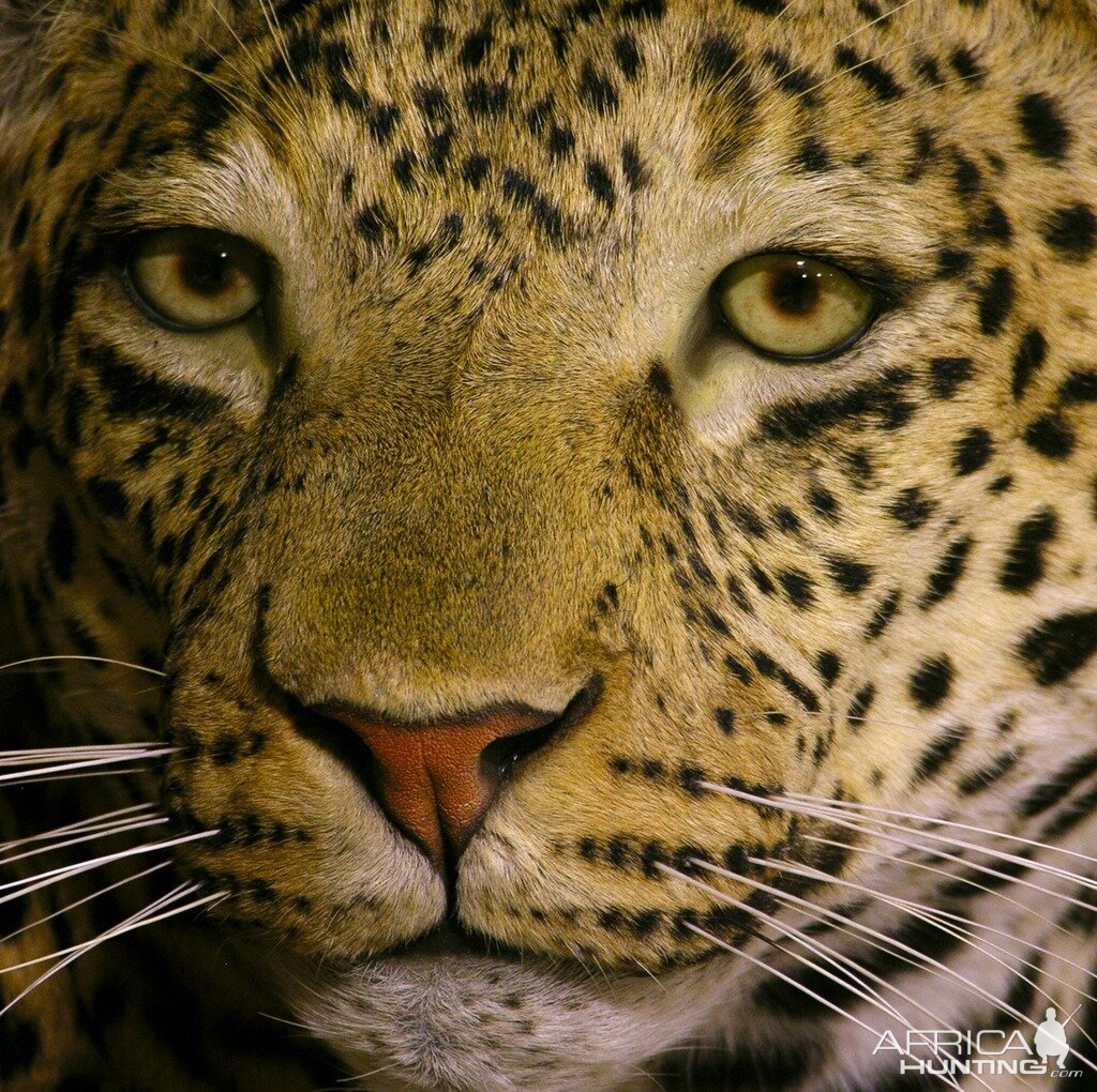 Mantle Mount Of Young Leopard Taxidermy