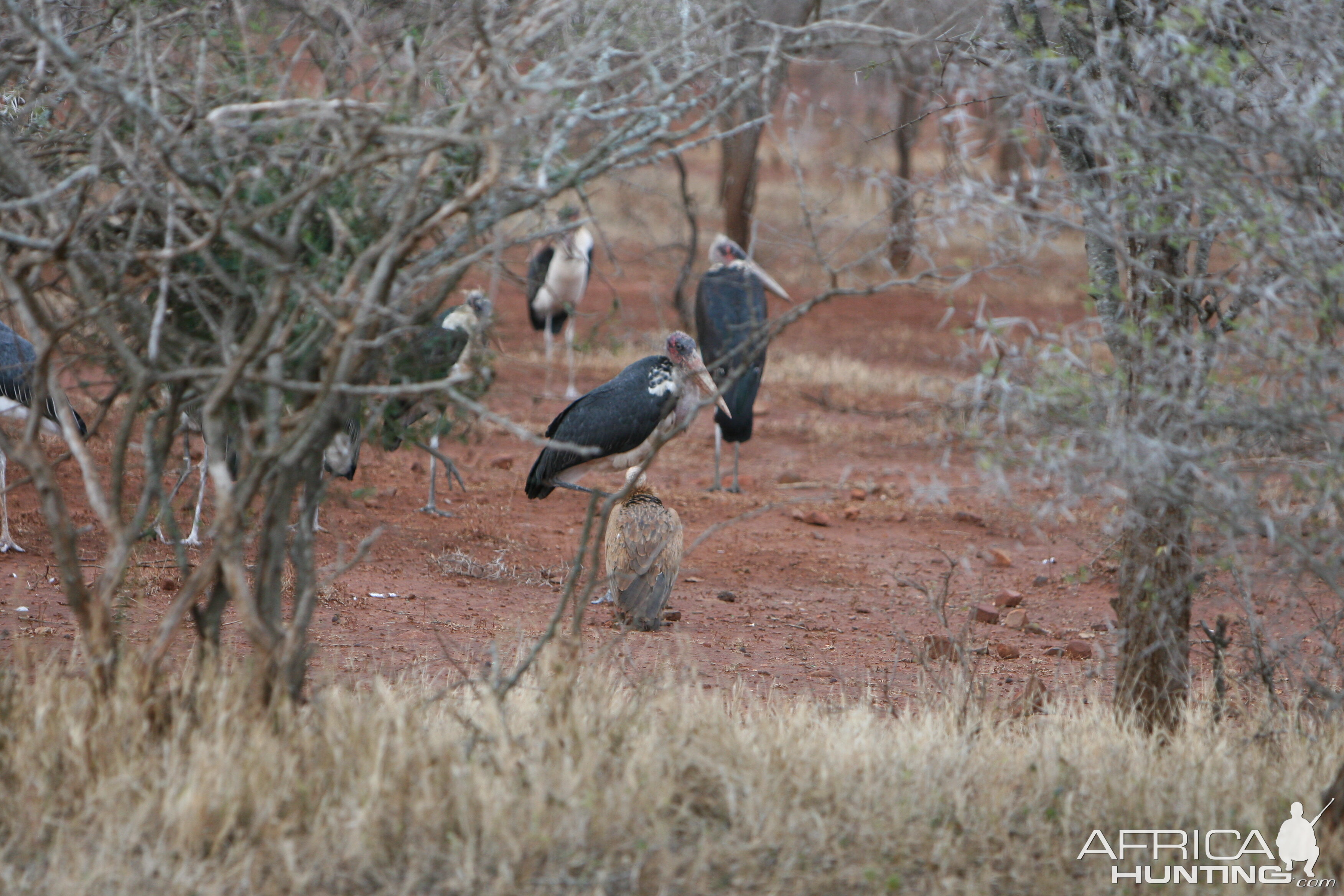 Maribou Storks