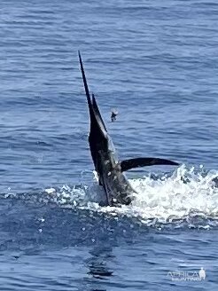 Marlin Fish