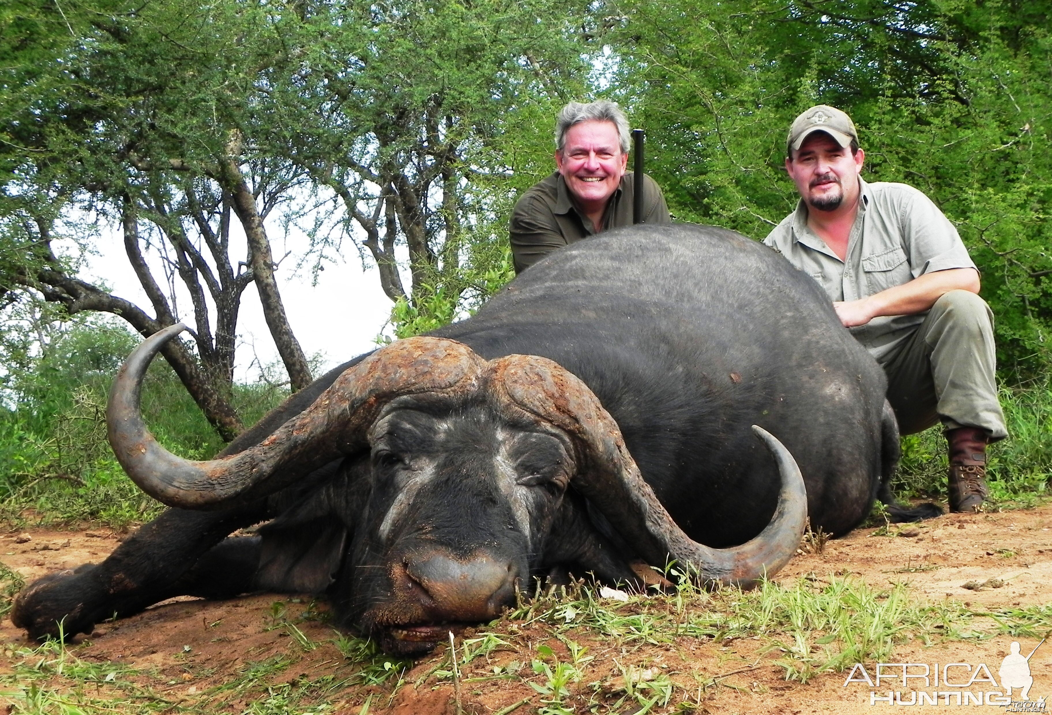 Massai Buffalo