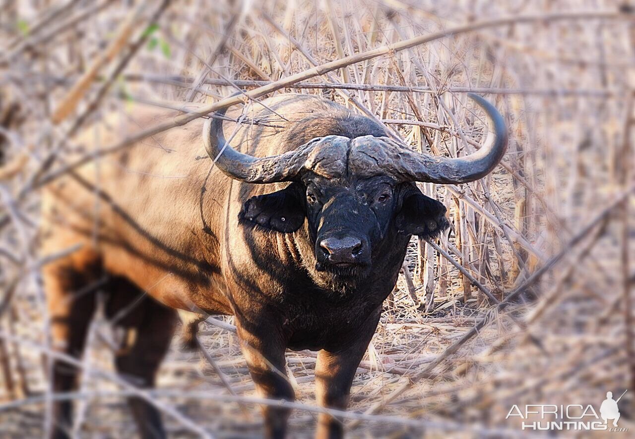 Mbizi Buffalo, Zambia