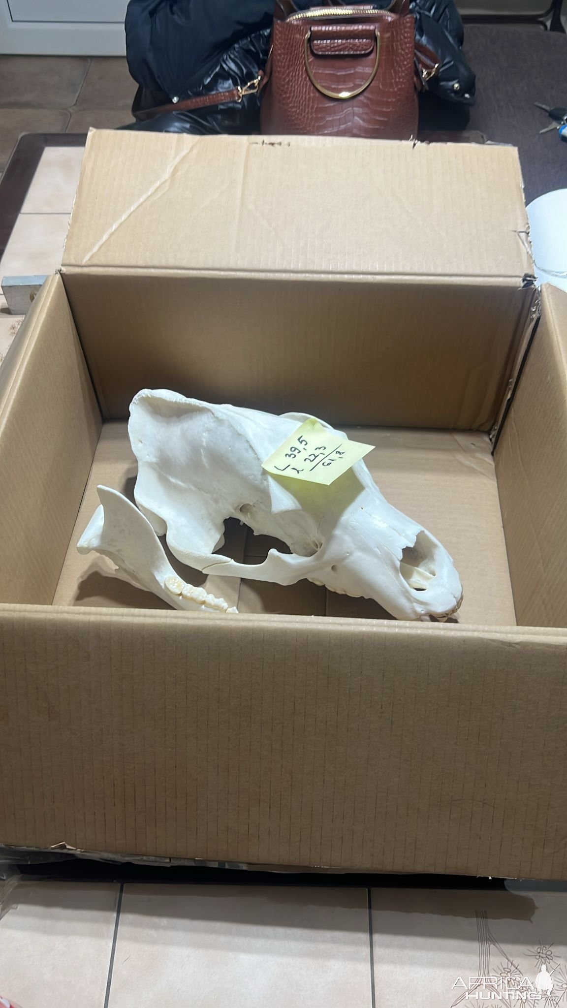 Measured Brown Bear Skull