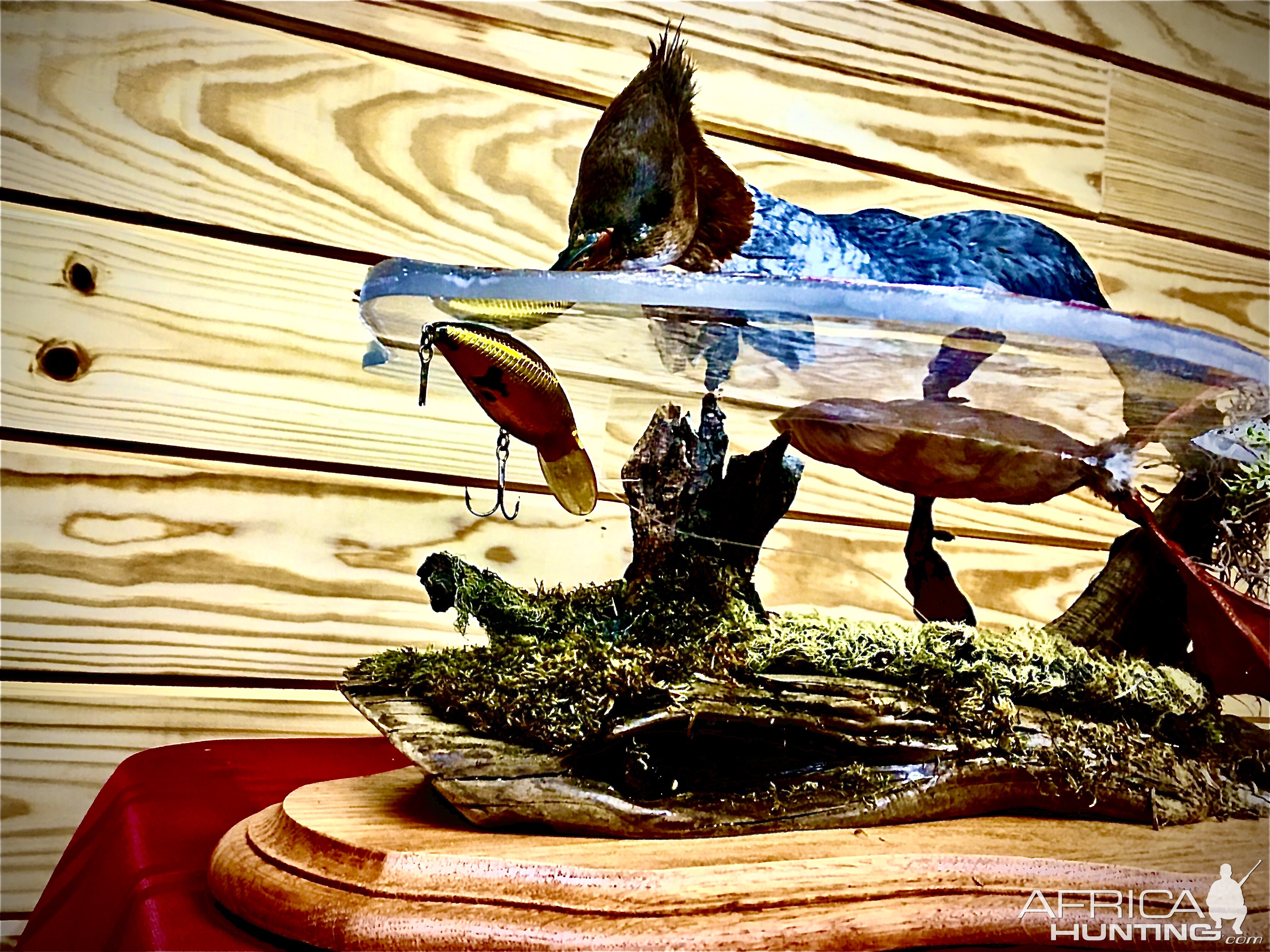 Merganser Full Mount Taxidermy