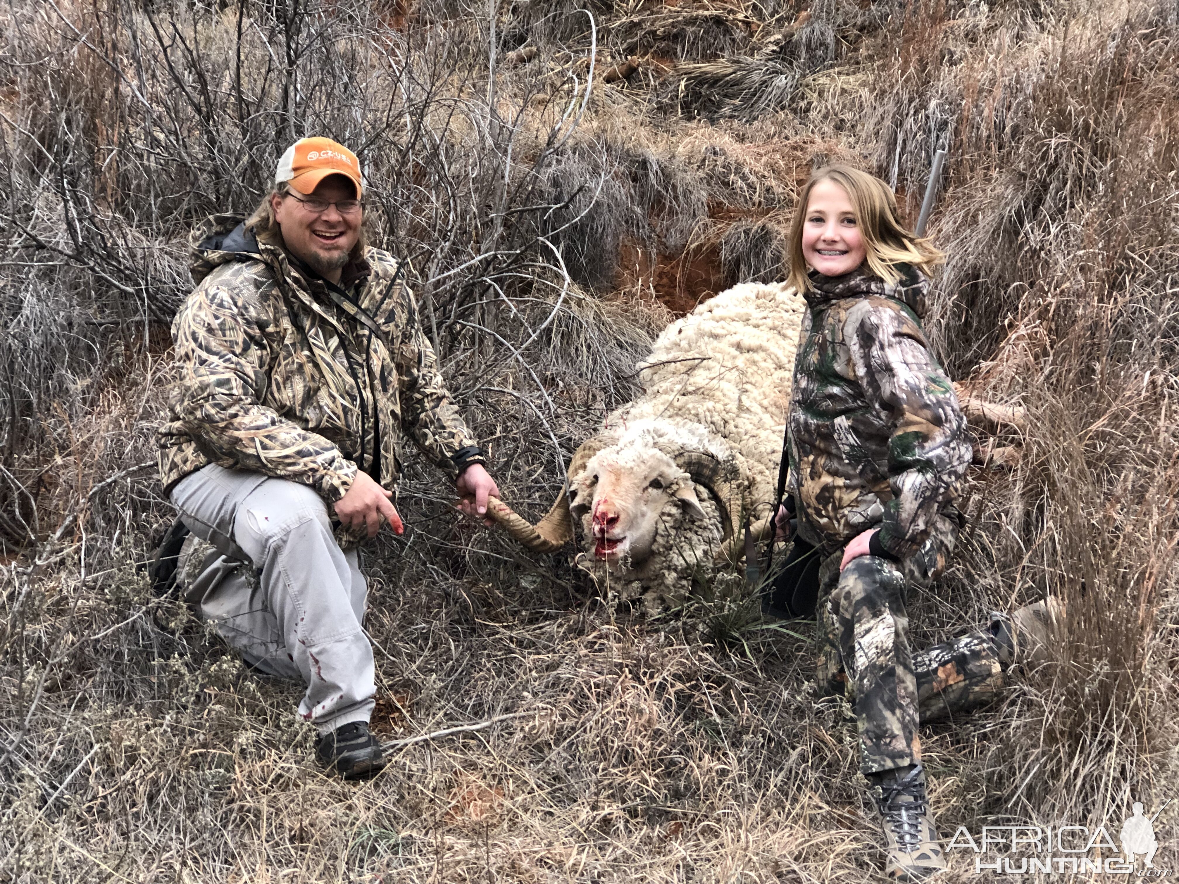Merino Sheep Hunt Texas USA