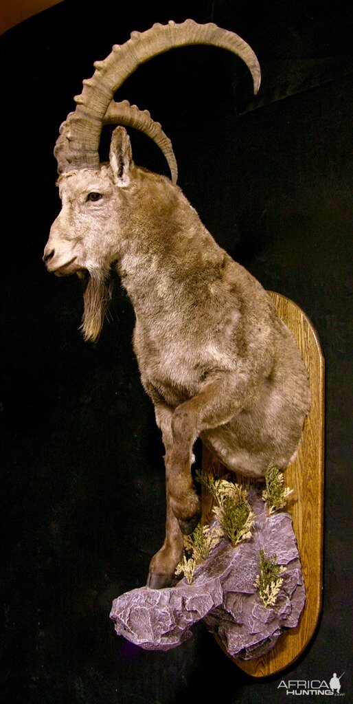 Mid Asian Ibex Taxidermy Mount