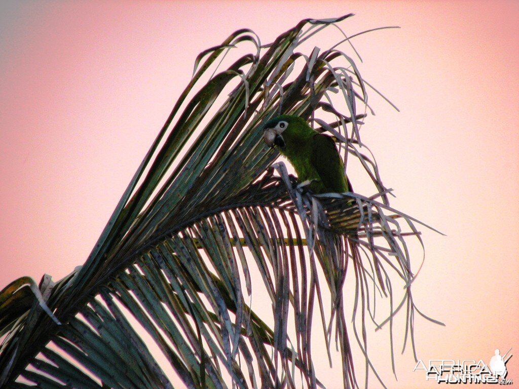 Military Macaw