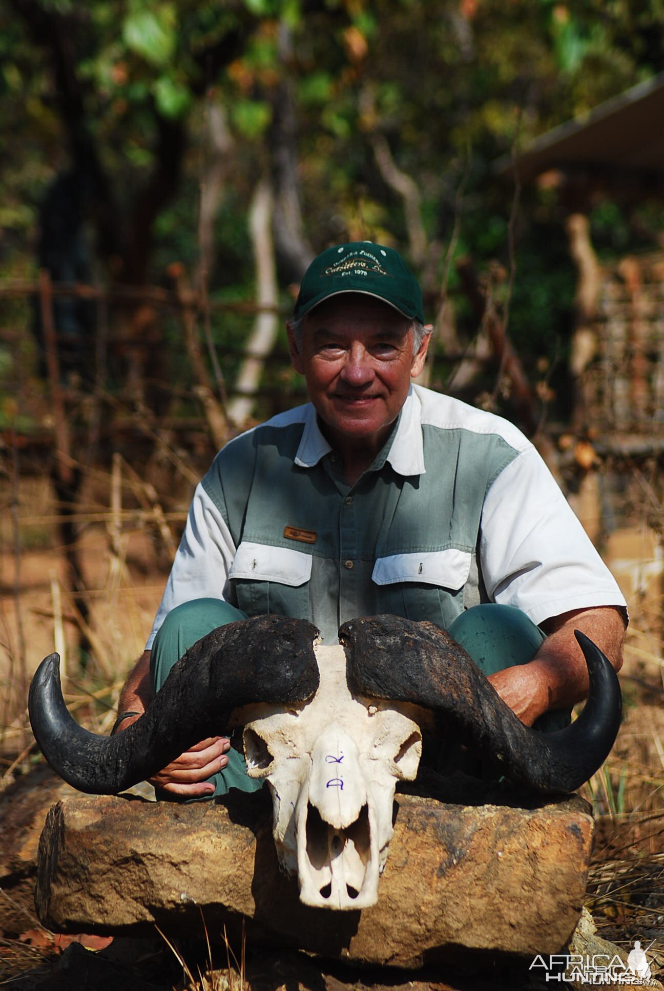 Mini not deep curled Buffalo hunted in CAR with Central African Wildlife Ad