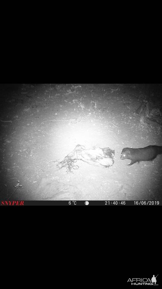 Mongoose Trail Cam Pictures South Africa