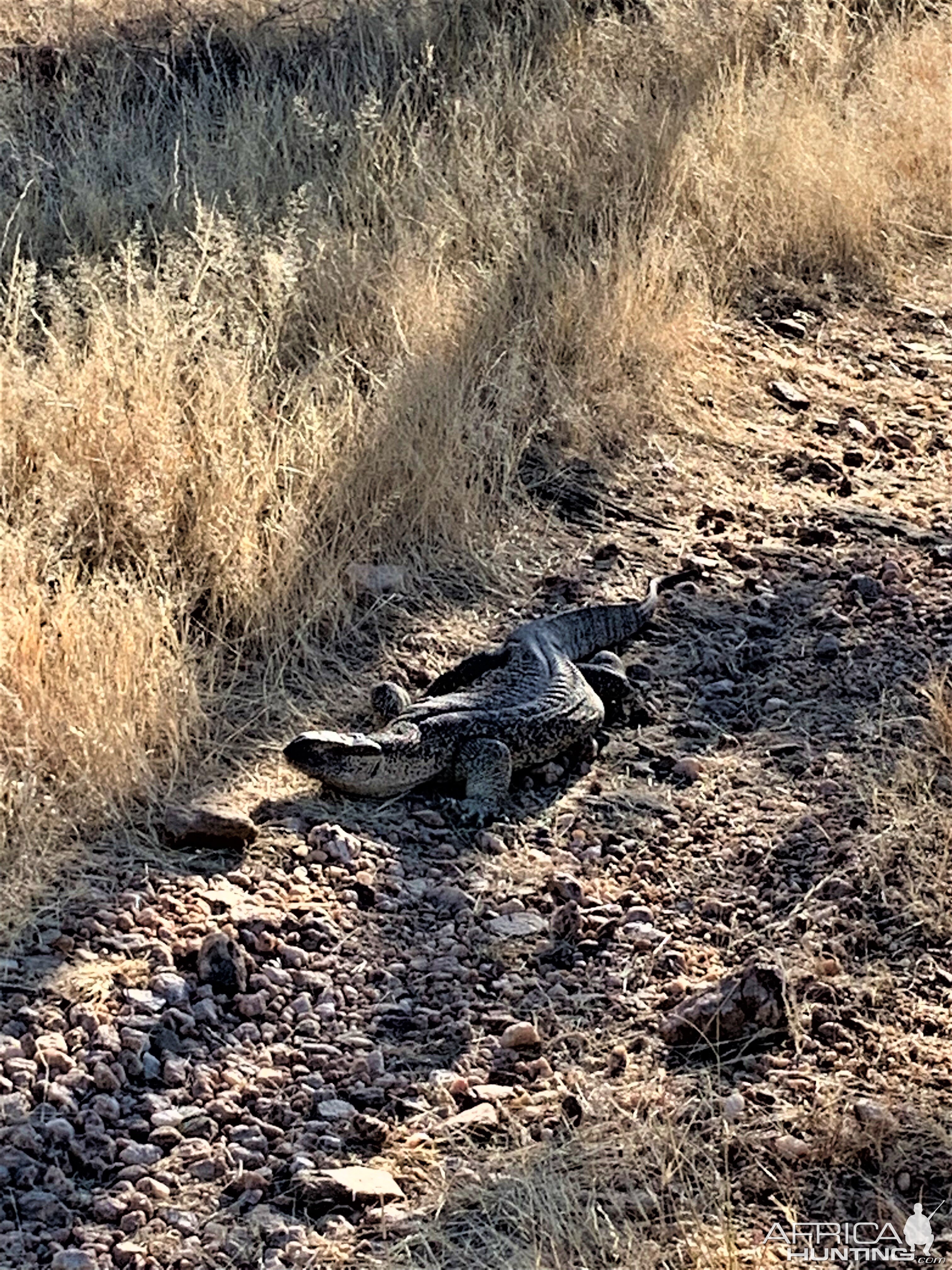 Monitor Lizard Namibia