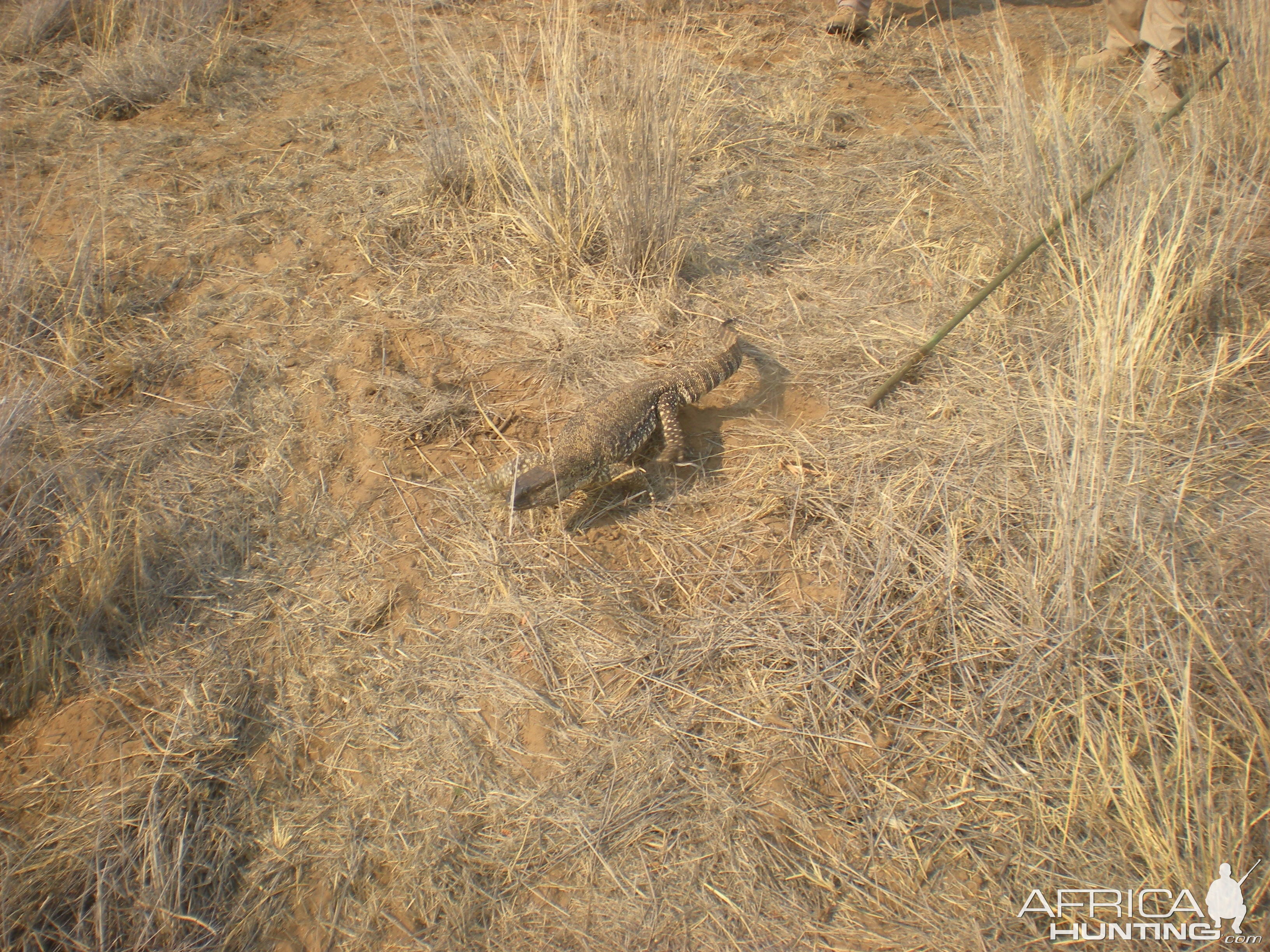 Monitor Lizard Namibia