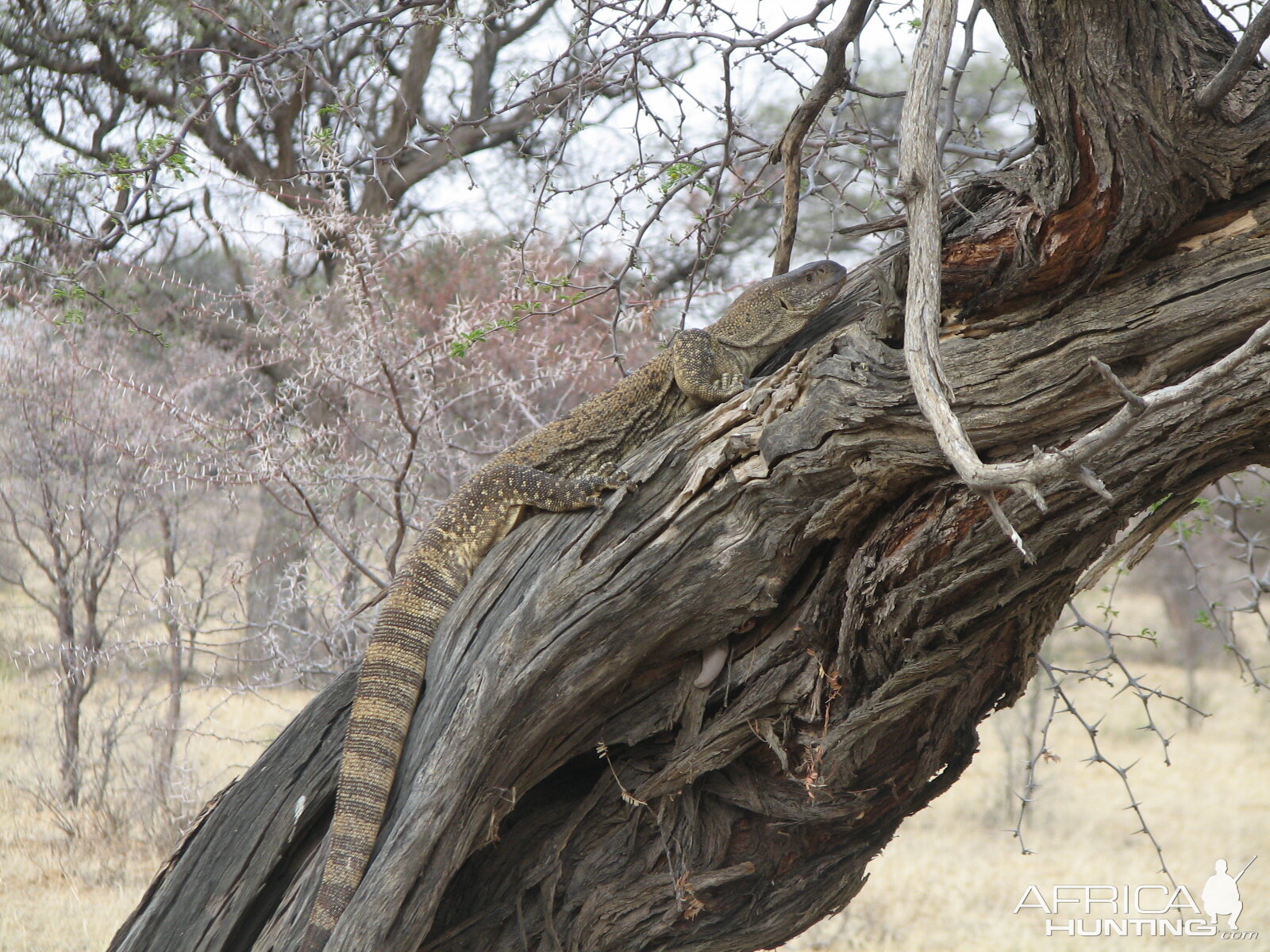 Monitor Lizard Namibia