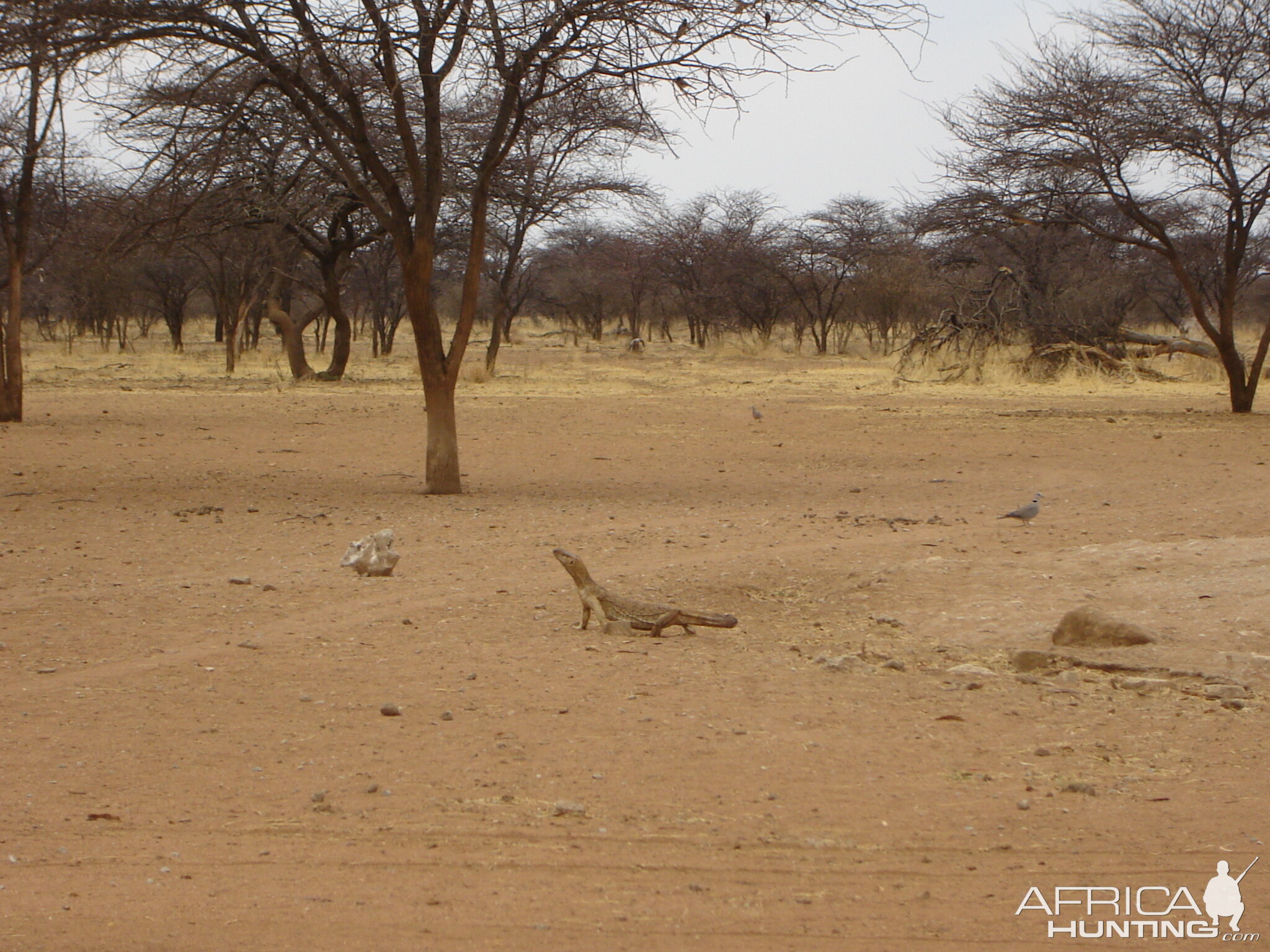 Monitor Lizard Namibia