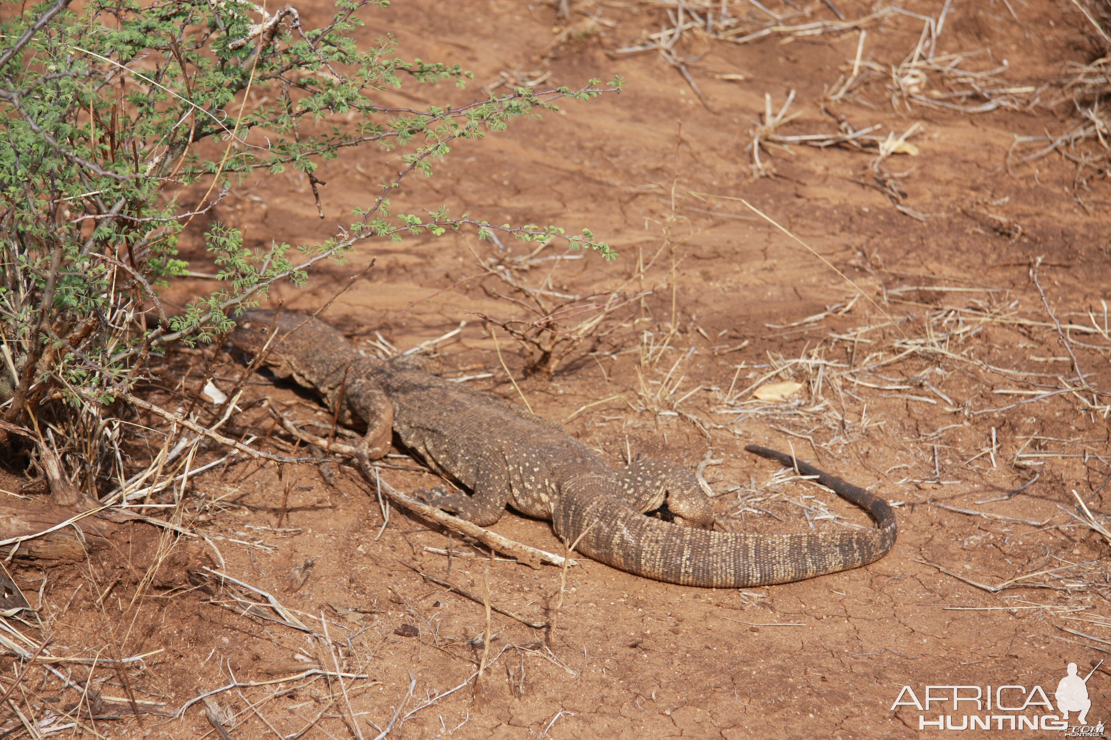 Monitor Lizard Namibia