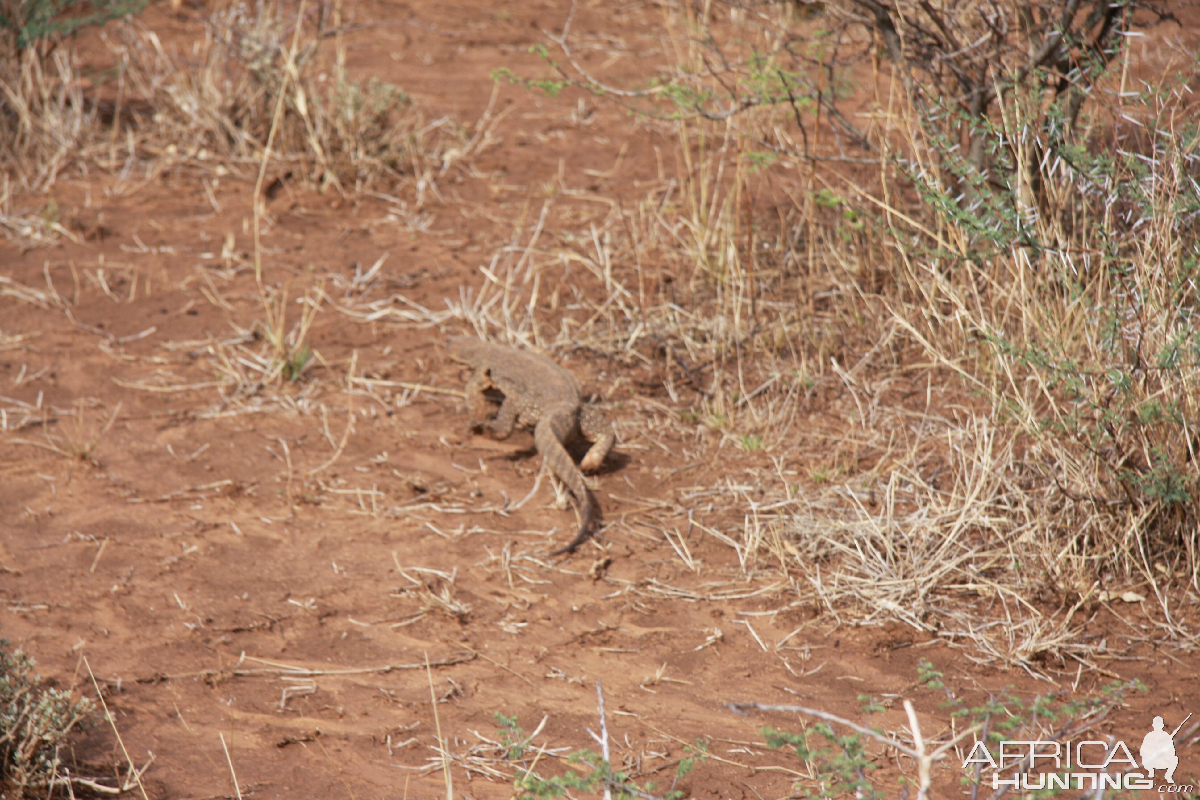 Monitor Lizard Namibia