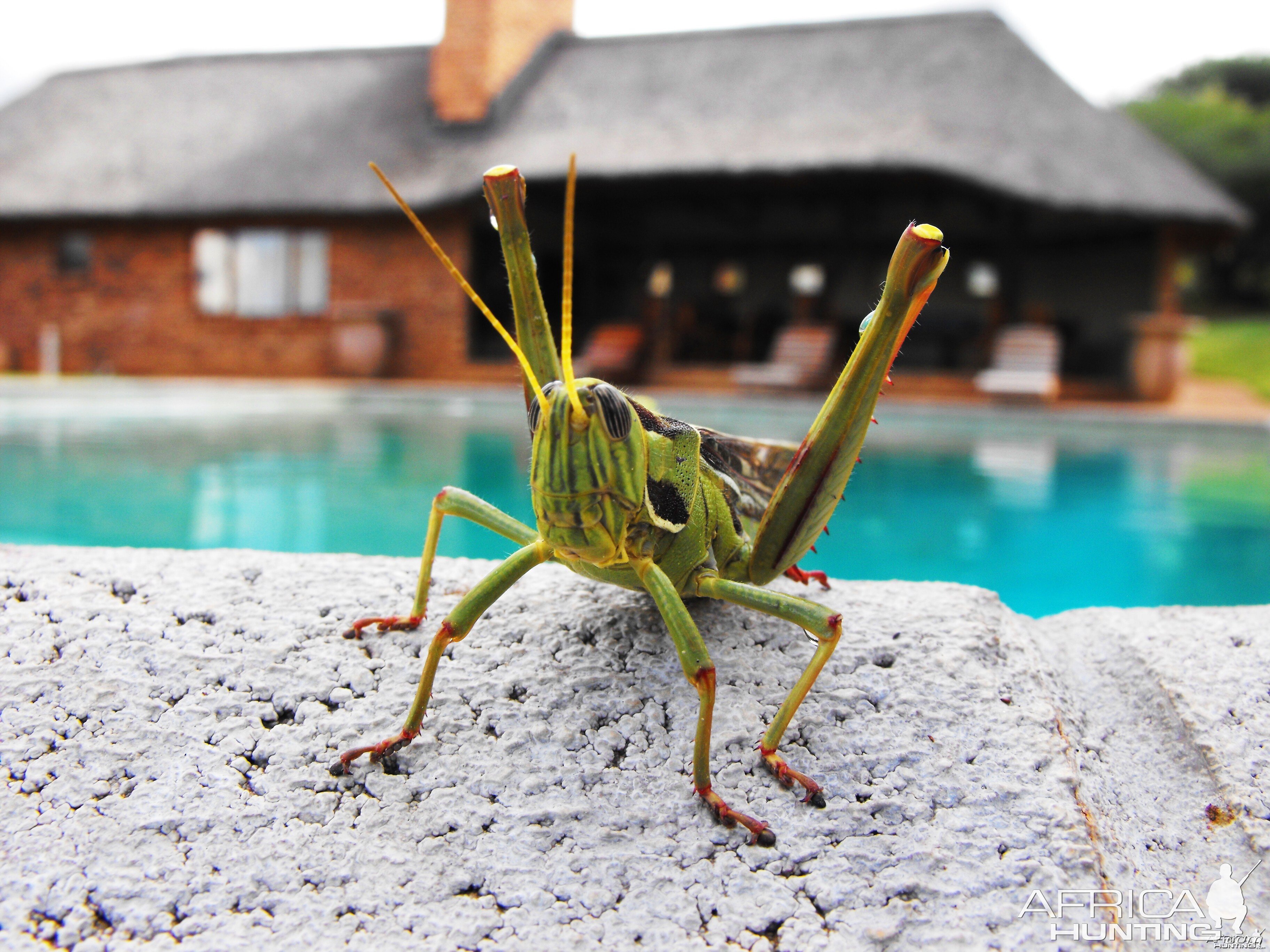 Monster grasshopper by the pool
