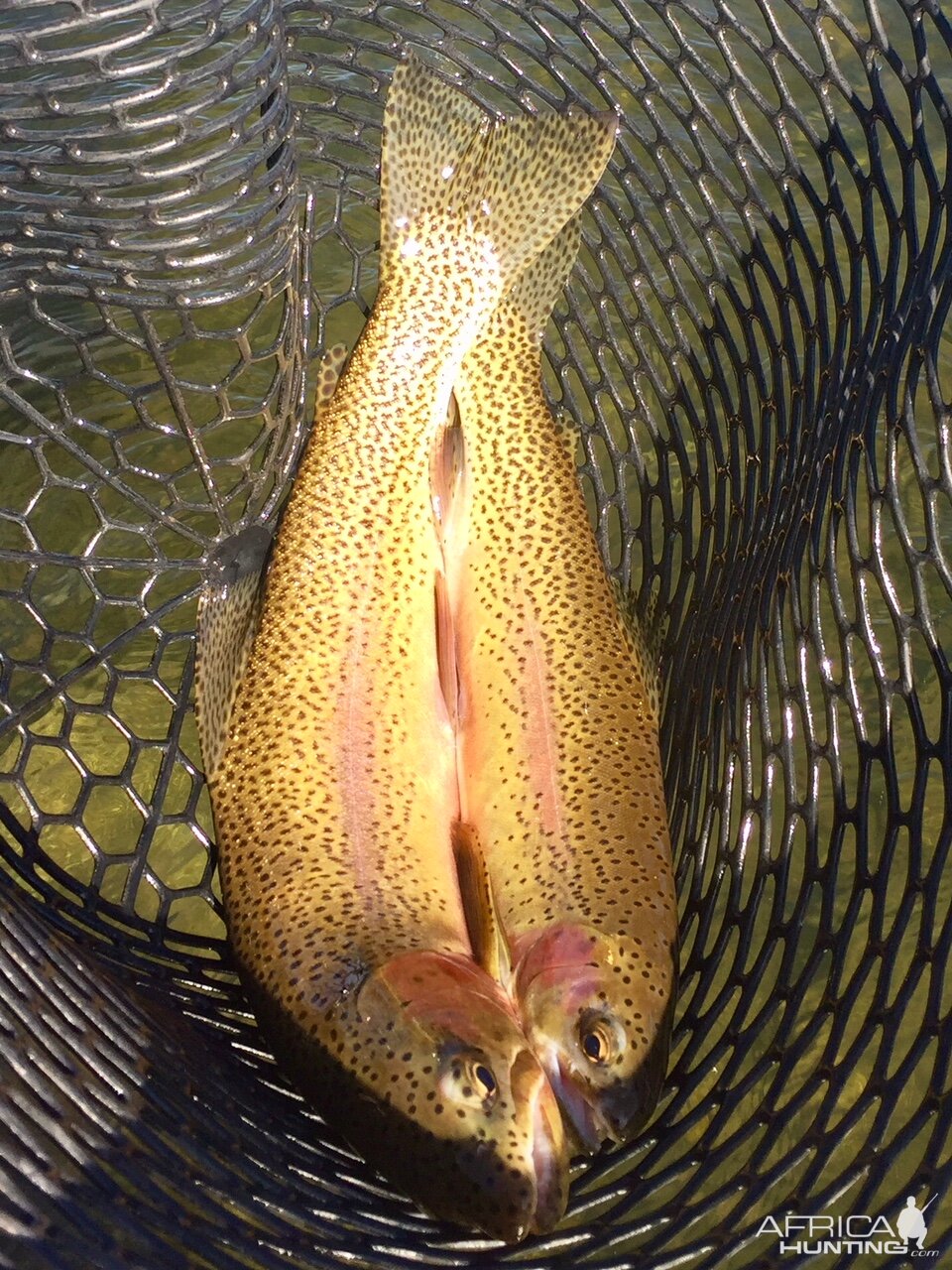 Montana & Idaho USA Fly Fishing Rainbow Trout