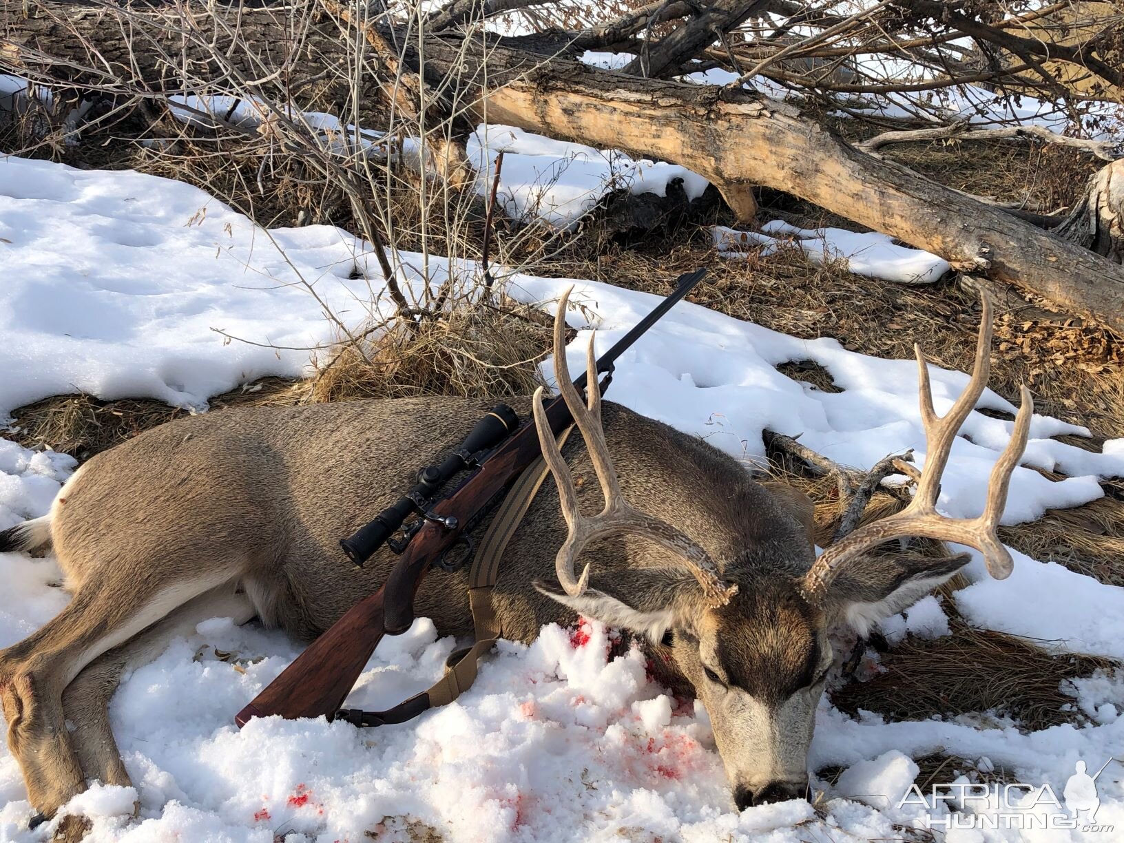 Montana Mule Deer Hunt