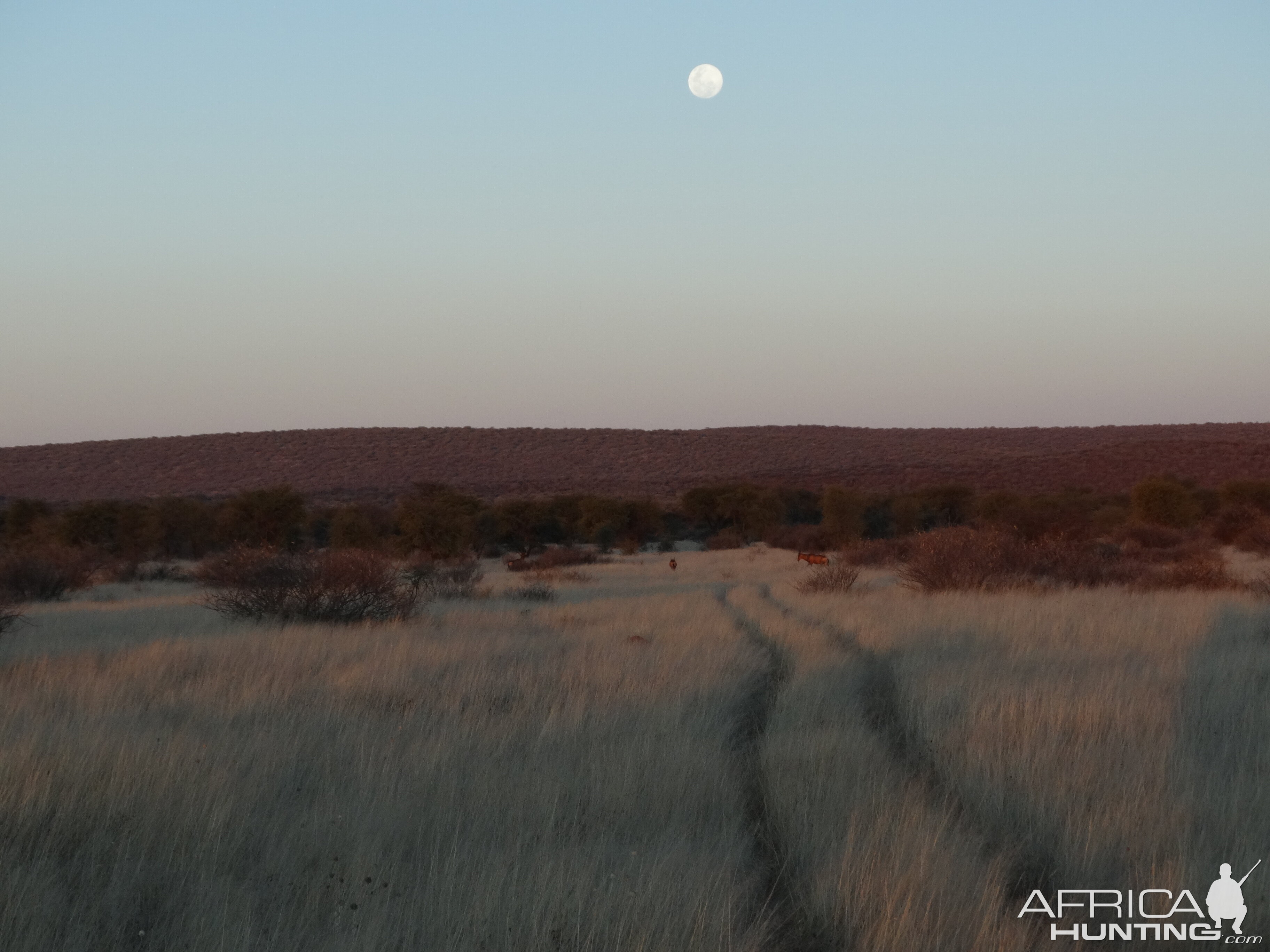 moonrise with red hartebeest