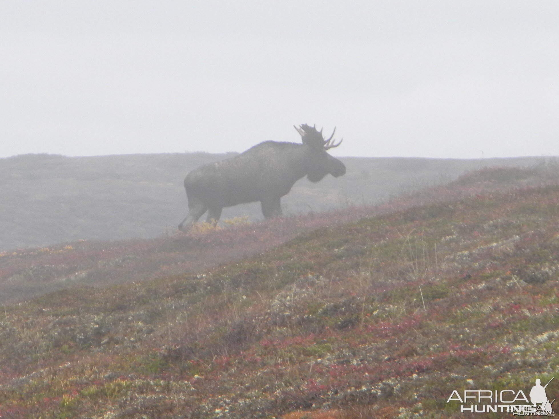 Moose 2009 Alaska