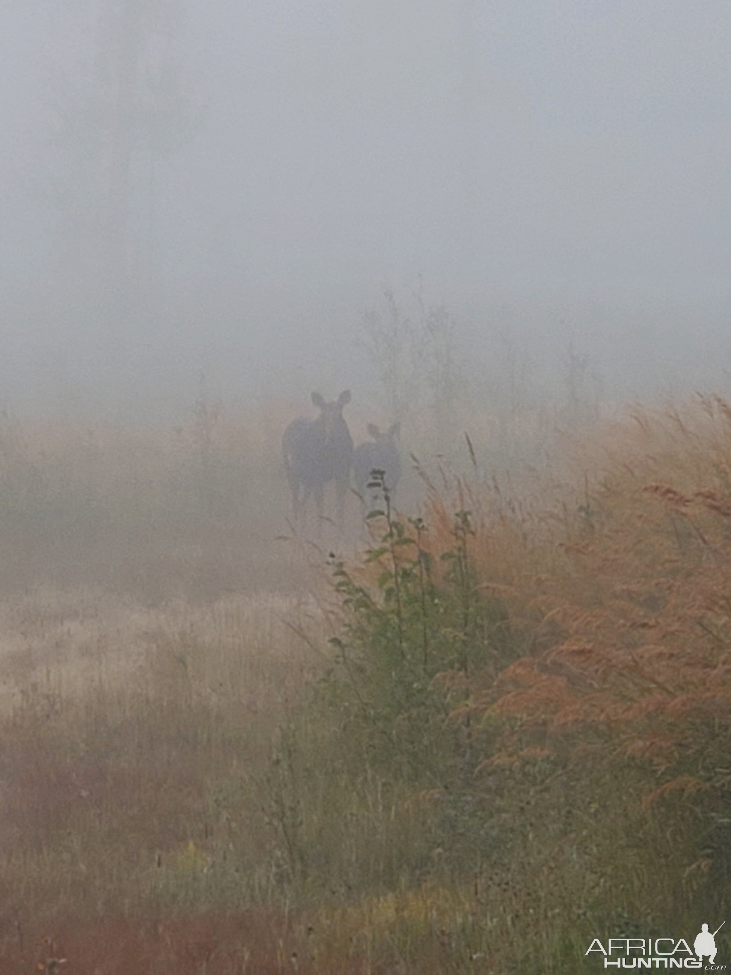 Moose British Columbia Canada