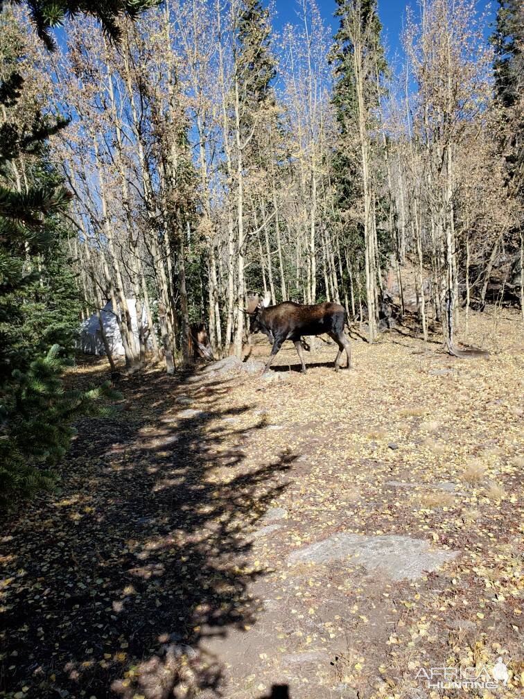 Moose Colorado USA