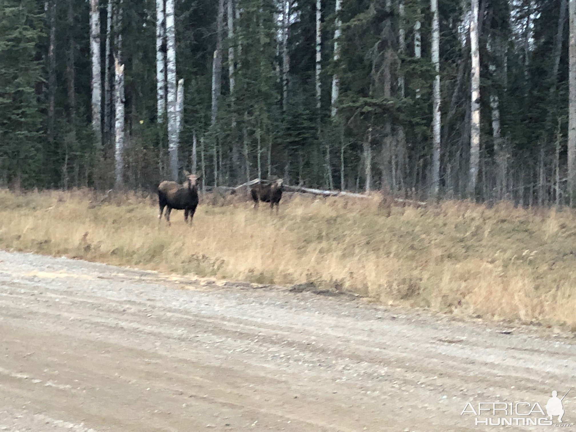 Moose Cow & Calf Canada