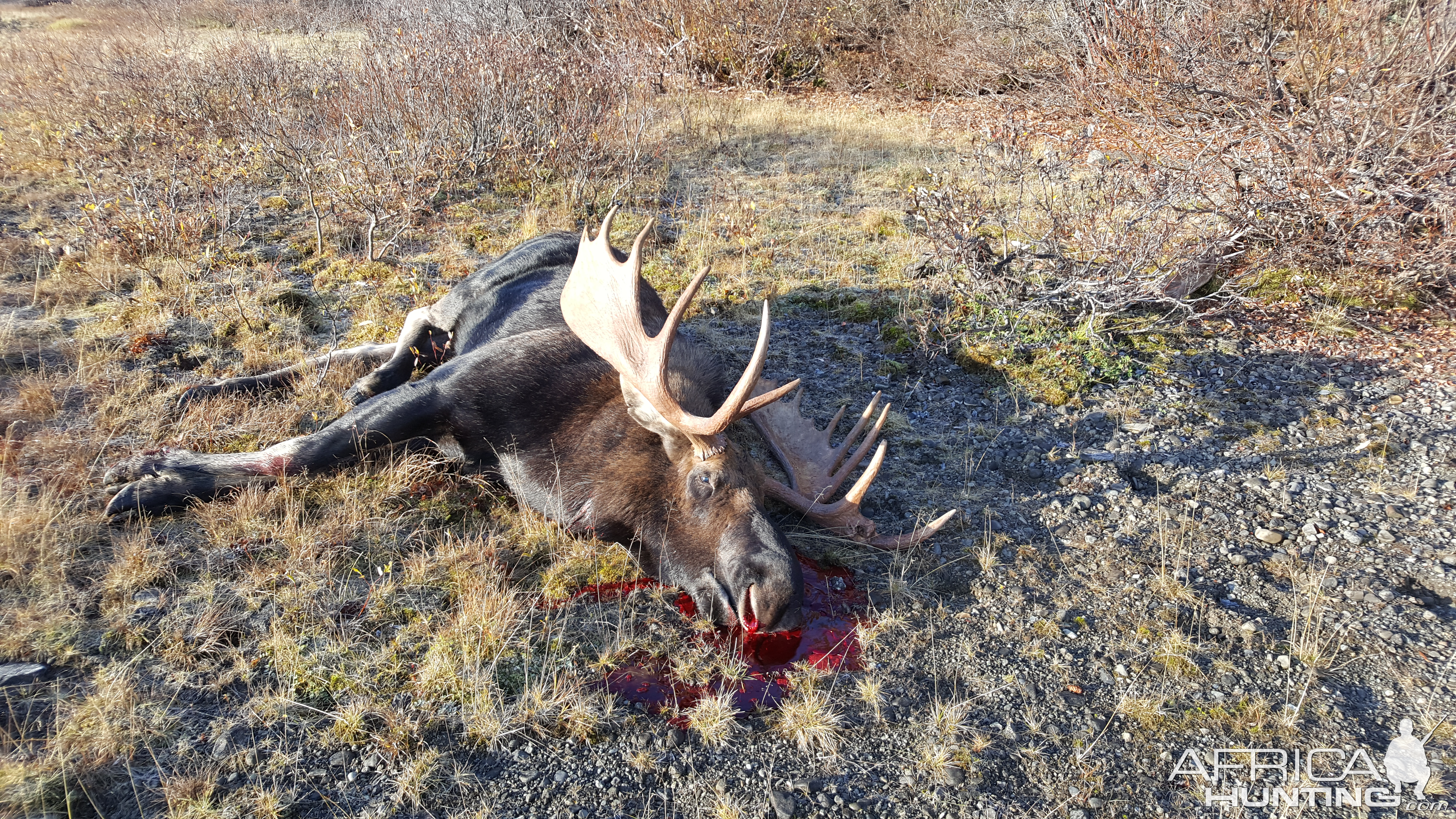 Moose Hunt in Northern British Columbia, Canada