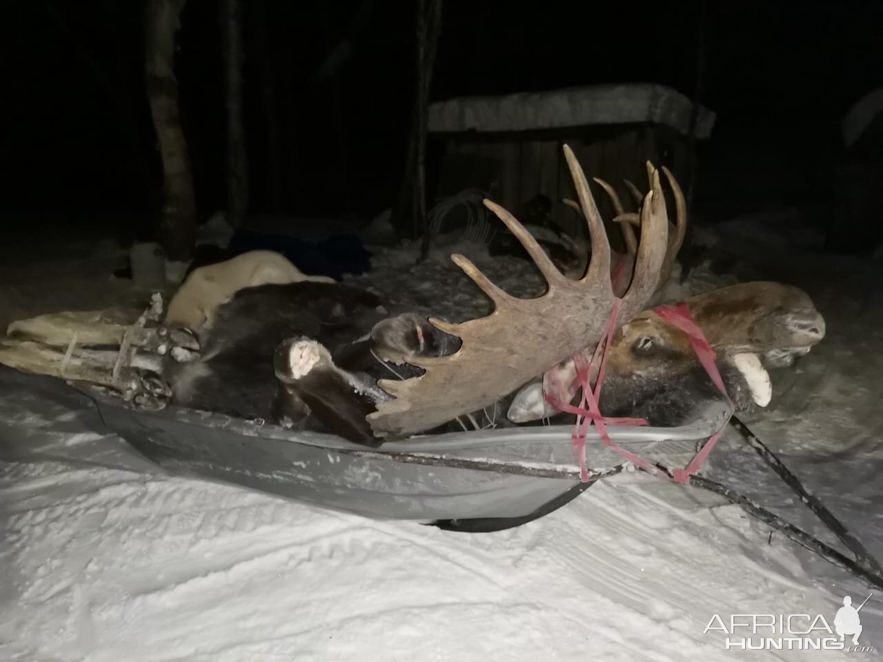 Moose Hunt Kamchatka Russia