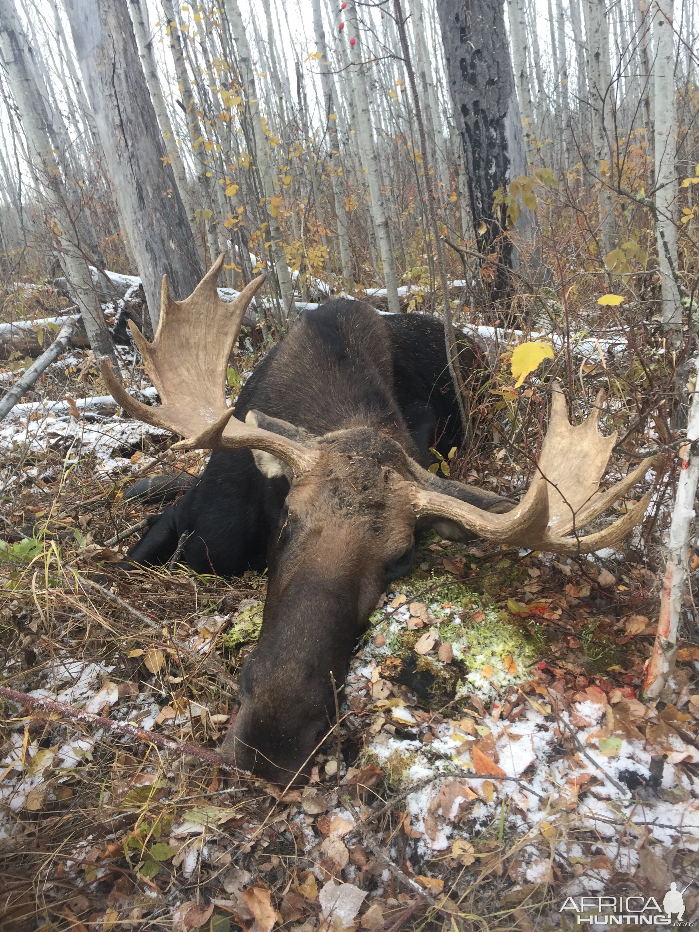 Moose Hunt