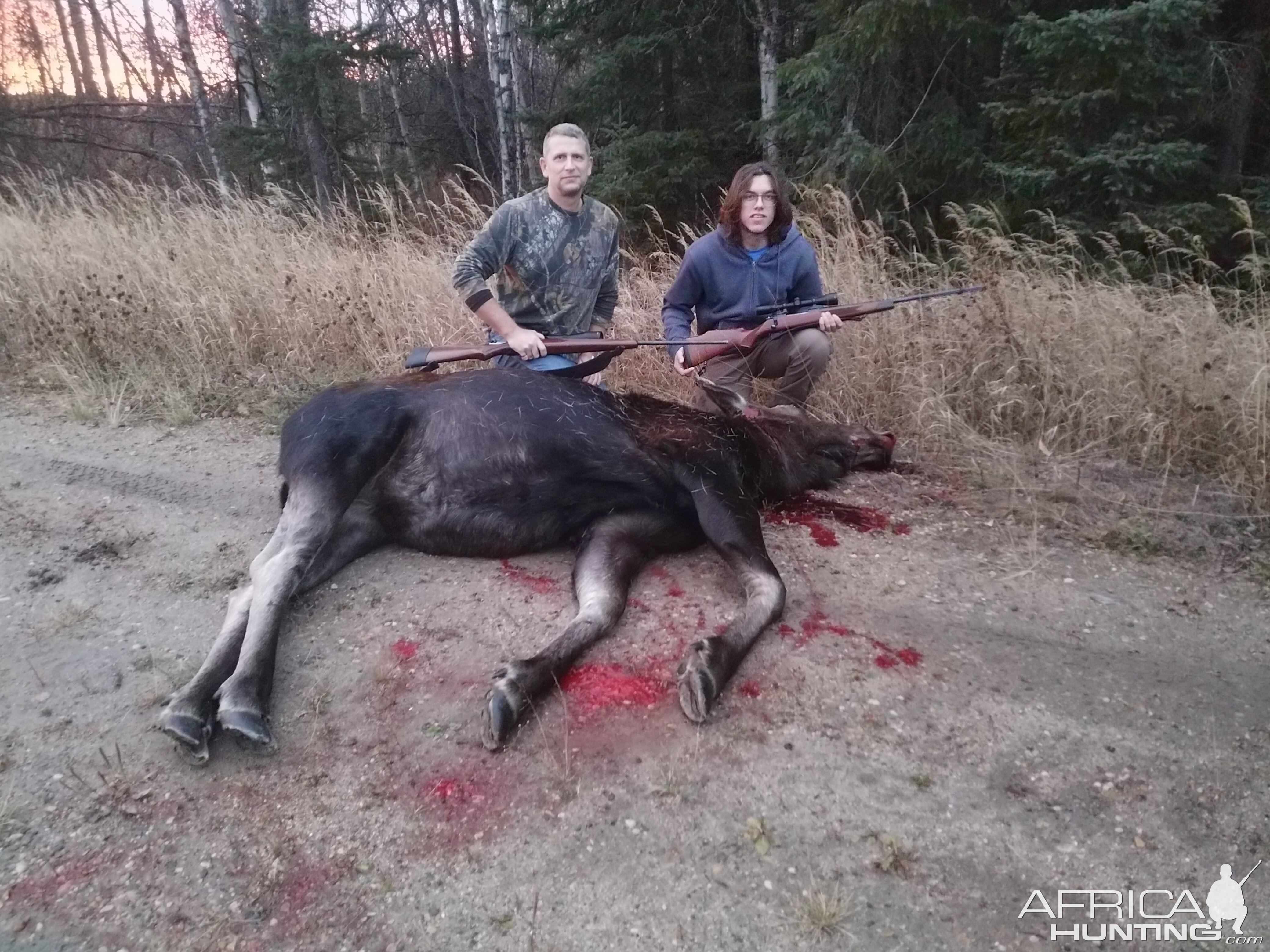 Moose Hunting Canada