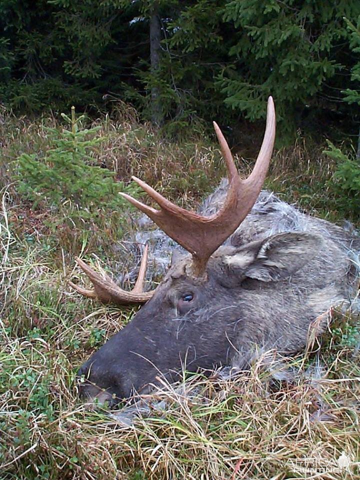 Moose Hunting in Norway