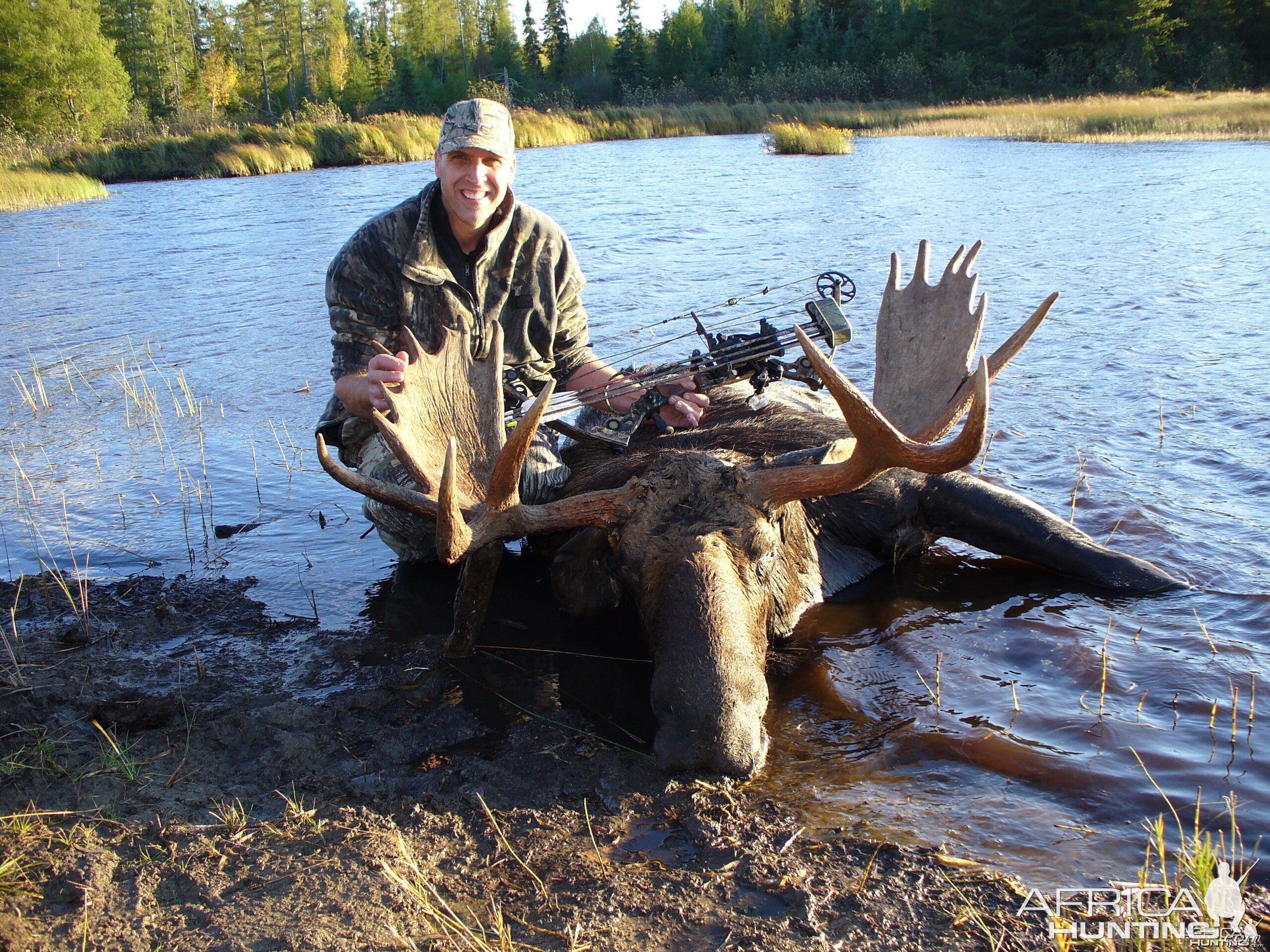 moose in the water