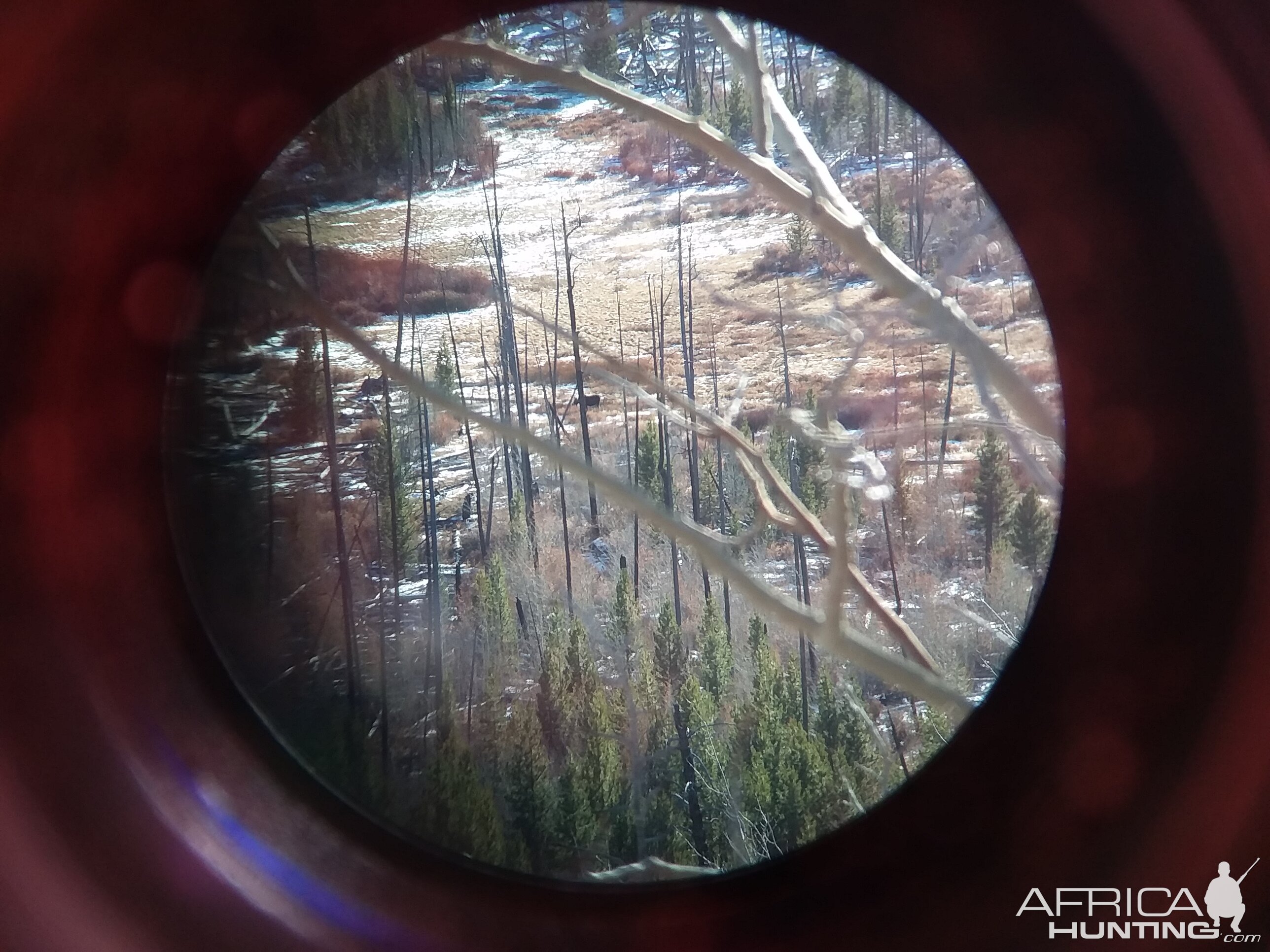 Moose through the scope