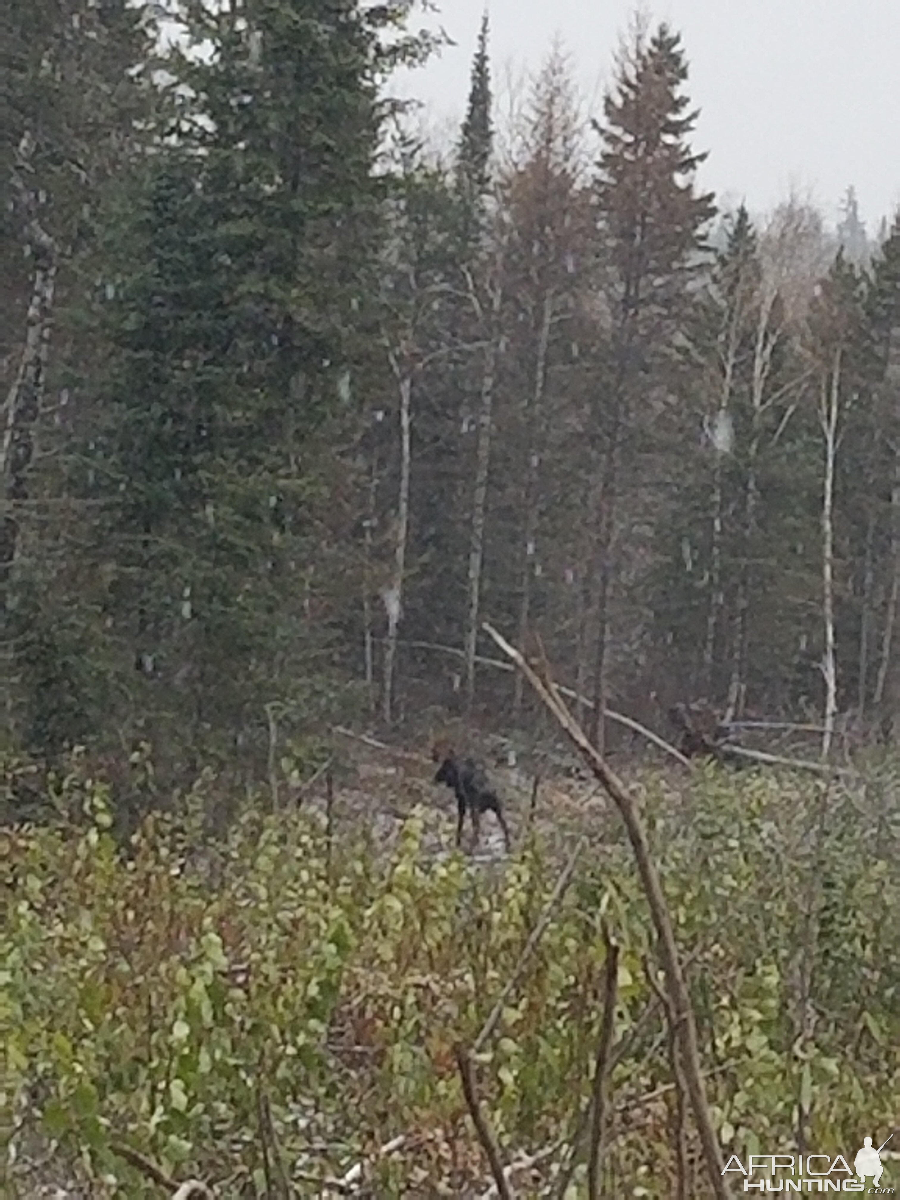Moose USA