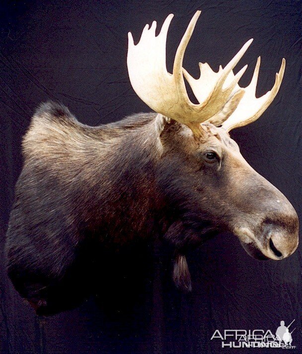 Moose Wall Mount