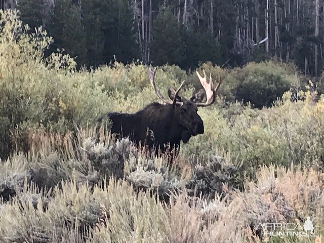 Moose Wildlife