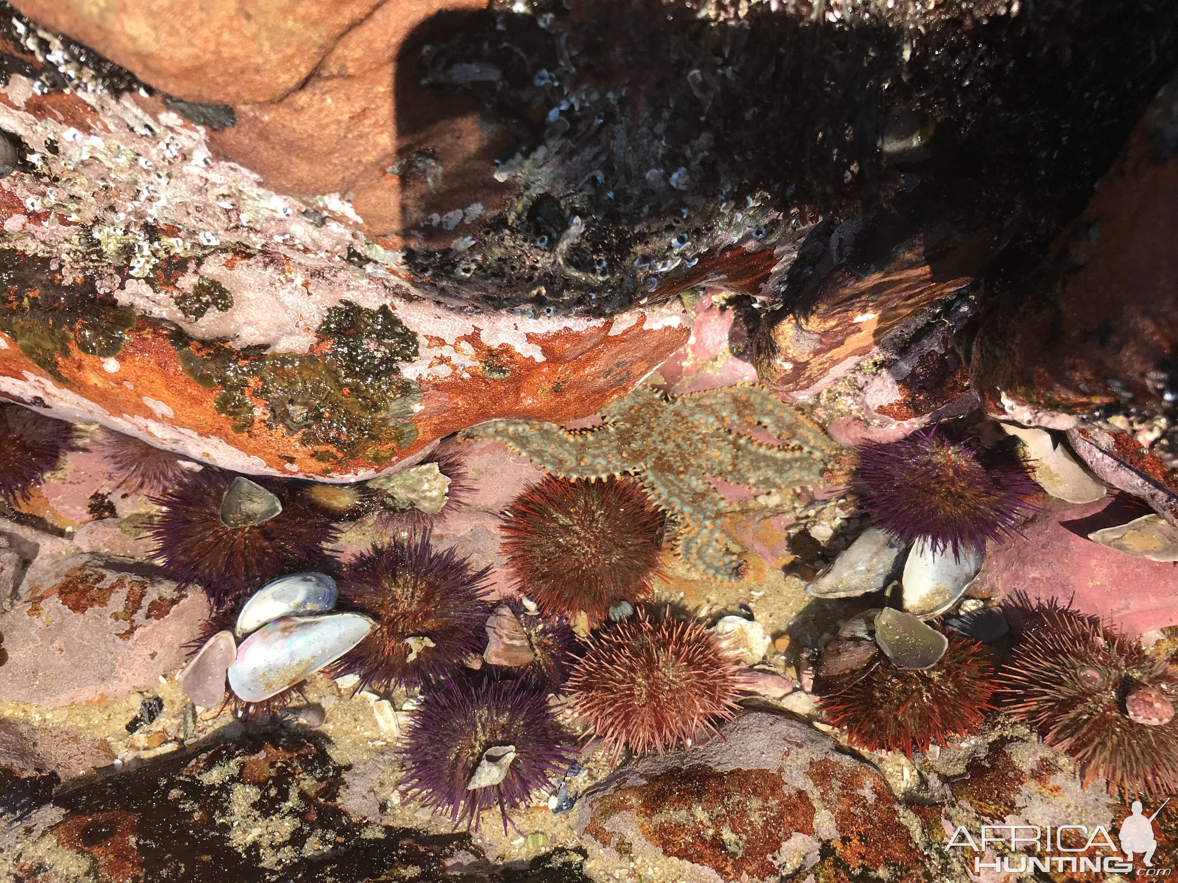 Mossel Bay Tidal pools in South Africa