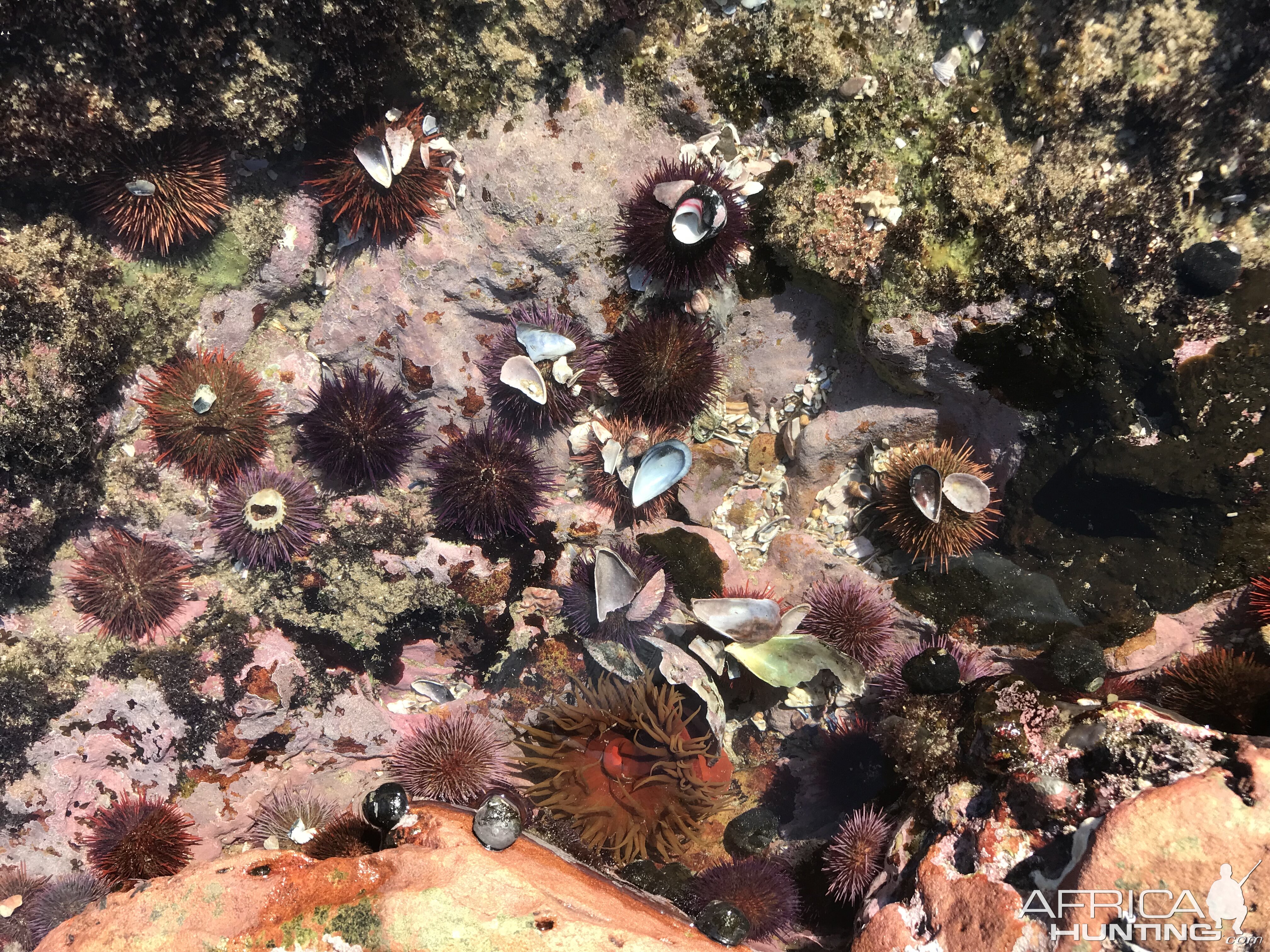 Mossel Bay Tidal pools in South Africa