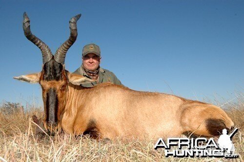 Motsomi Safaris - Red Hartebeest