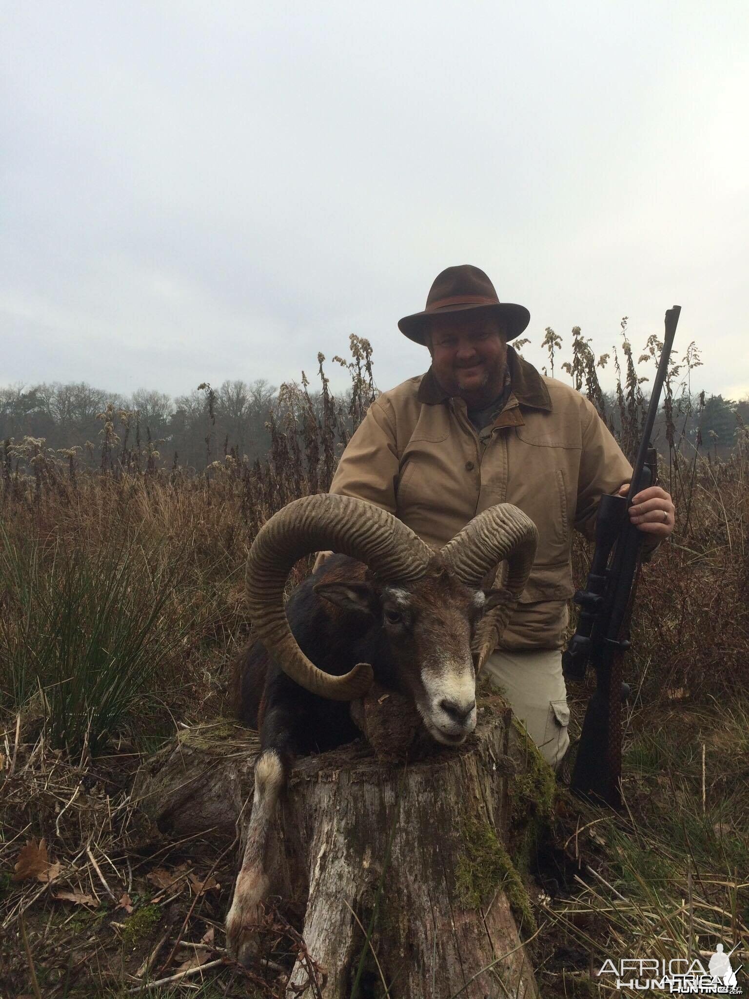 Mouflon Austria