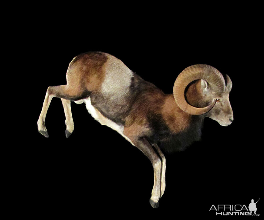 Mouflon Full Mount Taxidermy