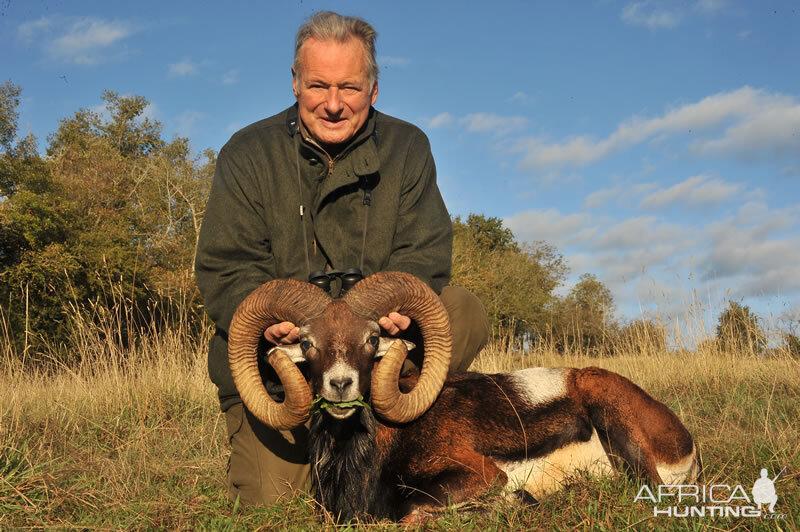 Mouflon Hunt France