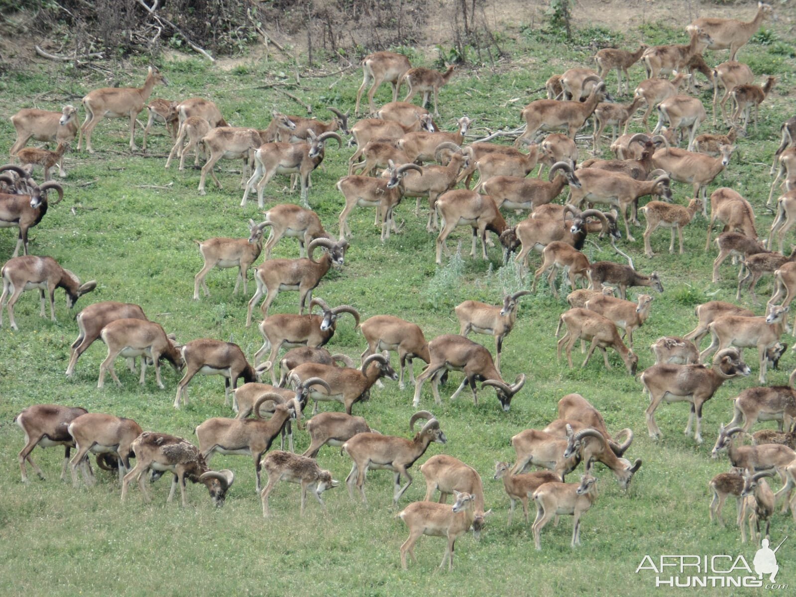 Mouflon Hunt Hungary