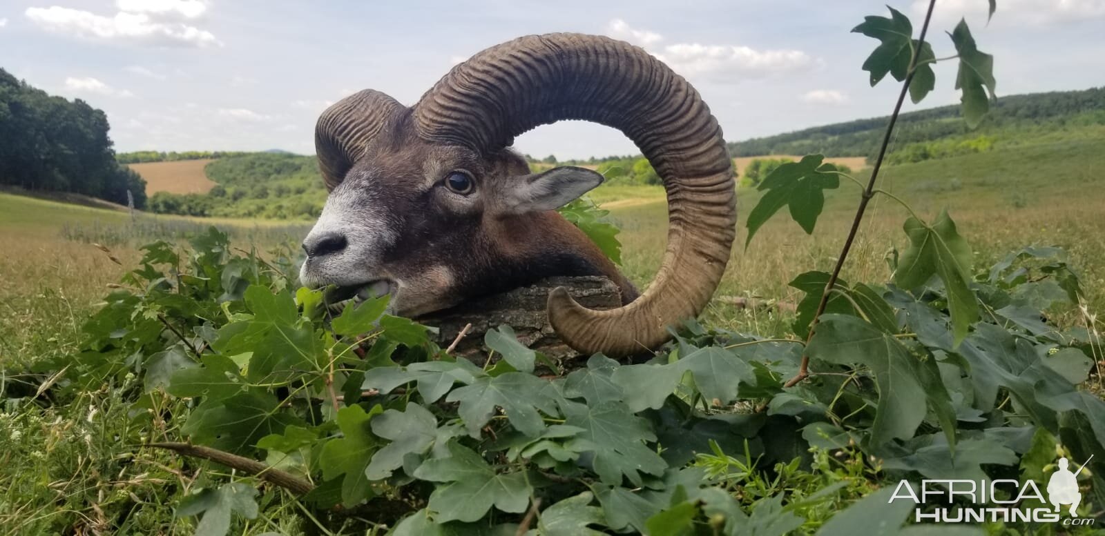 Mouflon Hunt Hungary