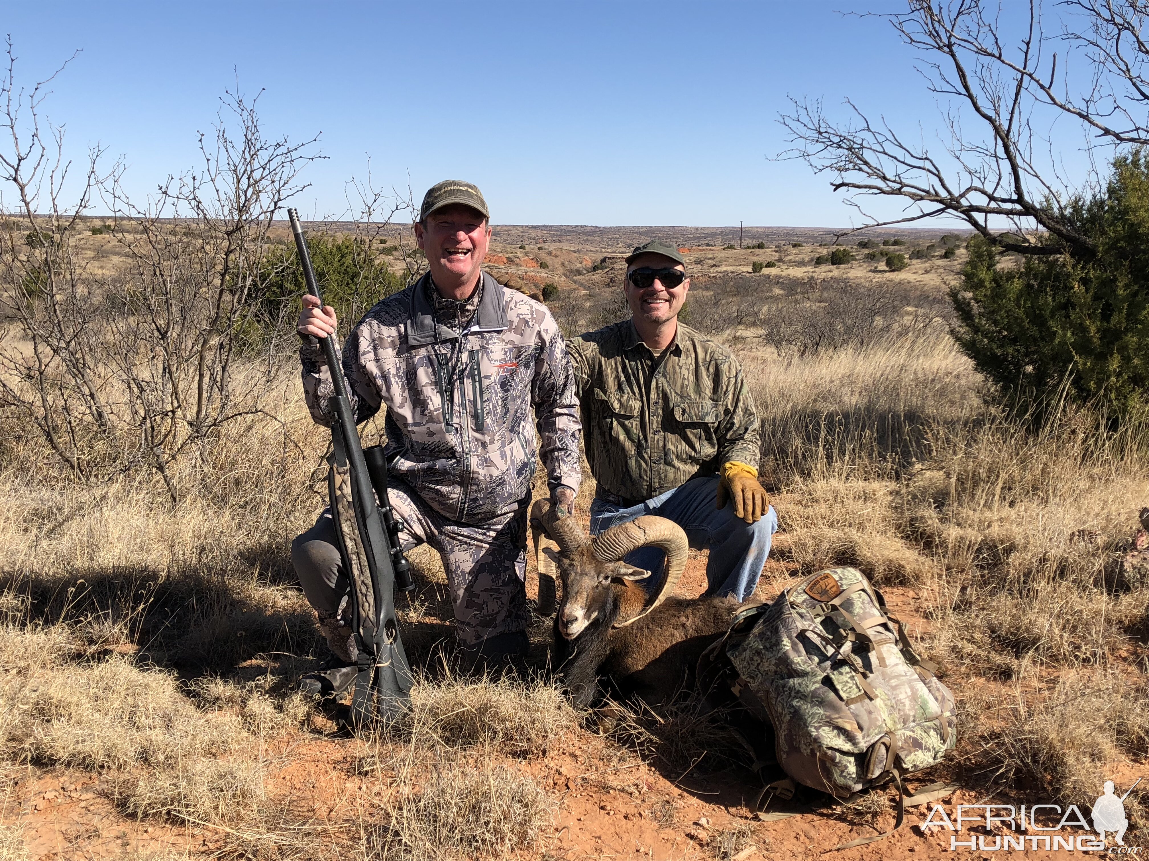 Mouflon Hunting Texas