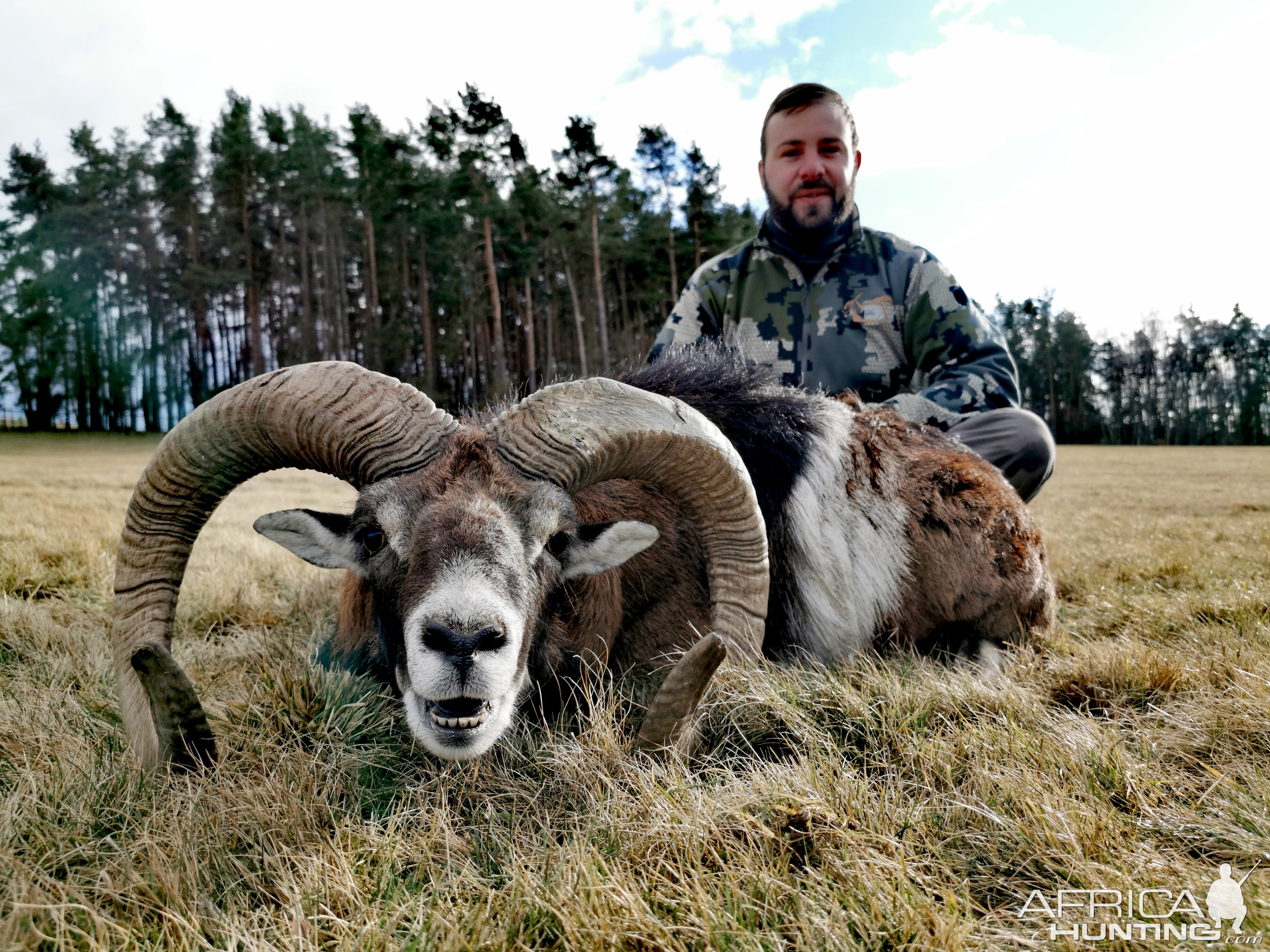 Mouflon Hunting