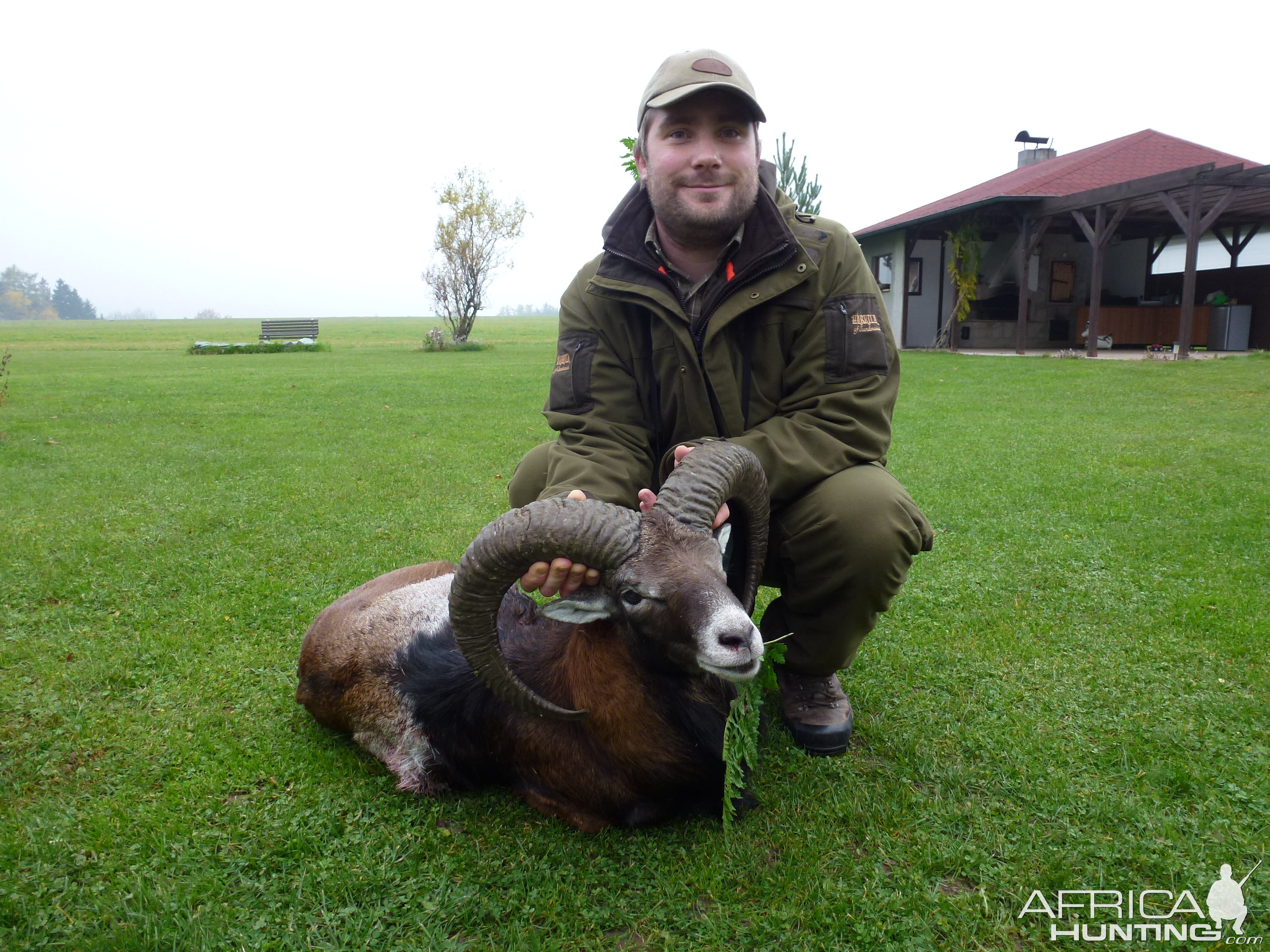 Mouflon ram taken in Czech Republic