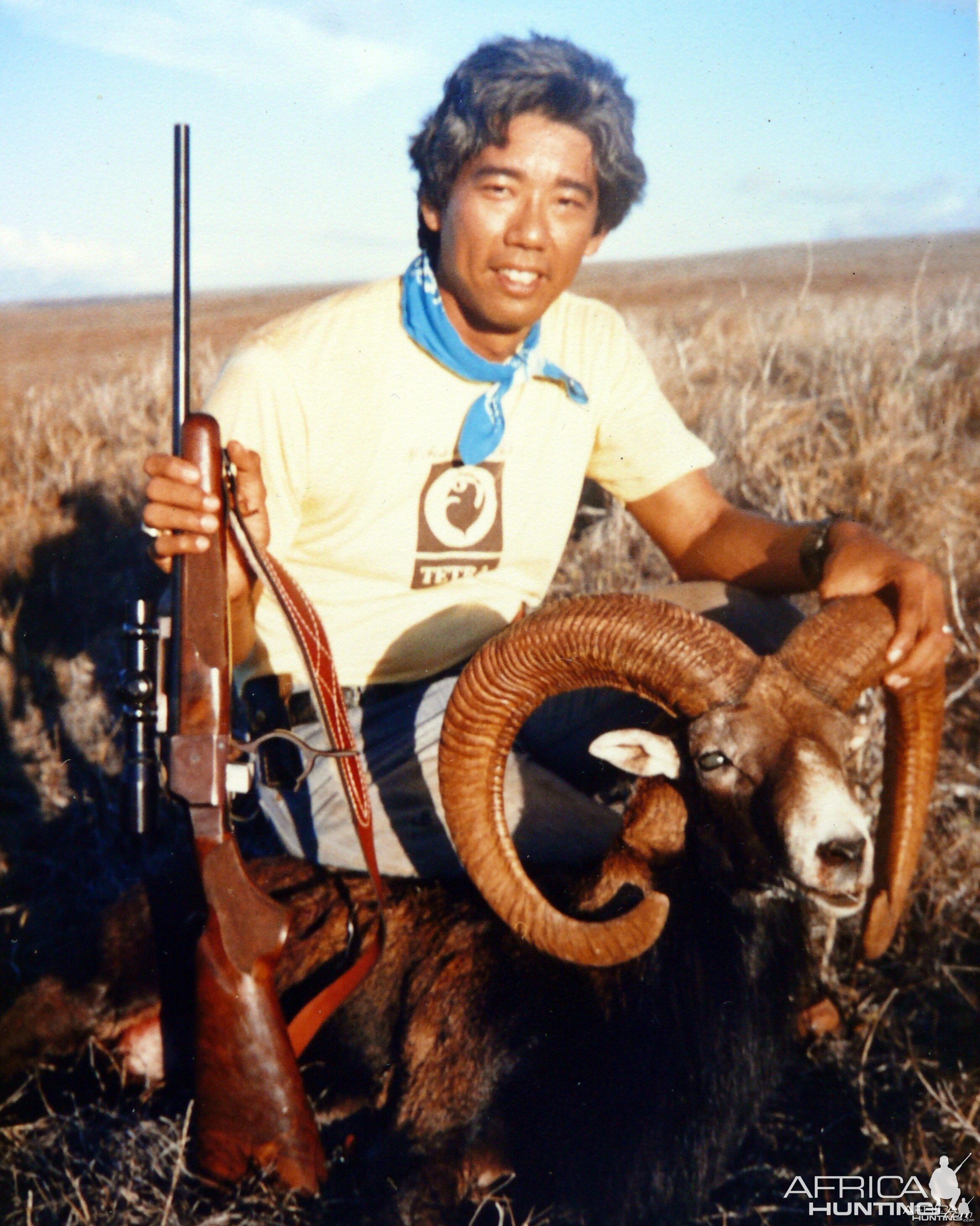 Mouflon sheep