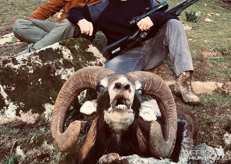mouflon sheep