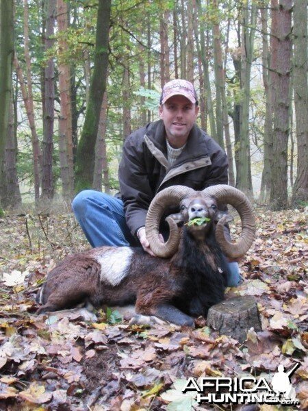 Mouflon